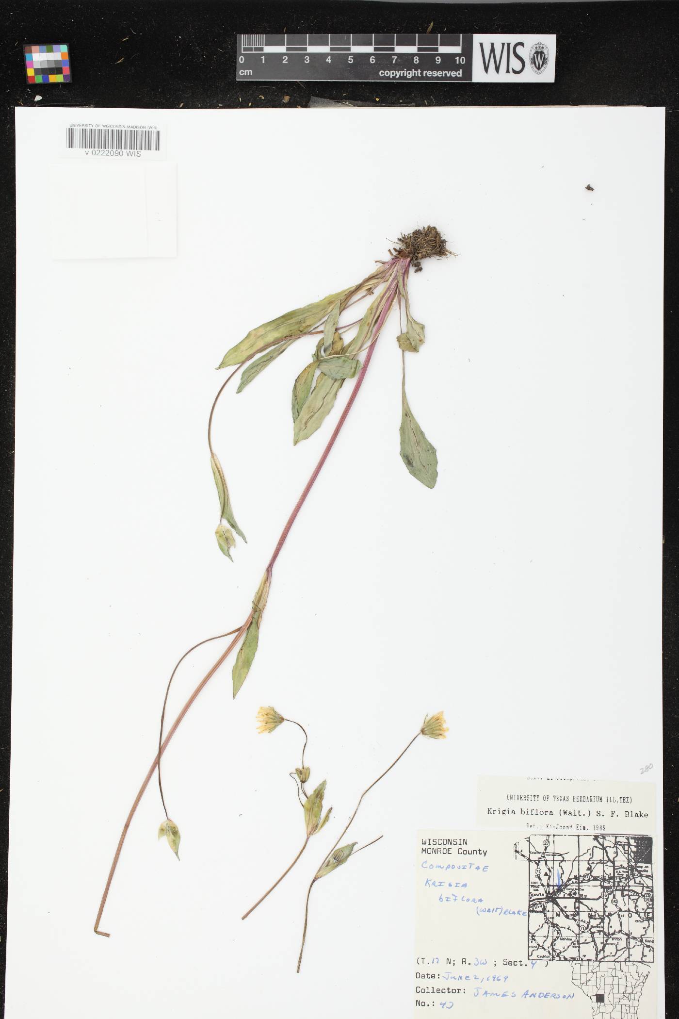 Krigia biflora image