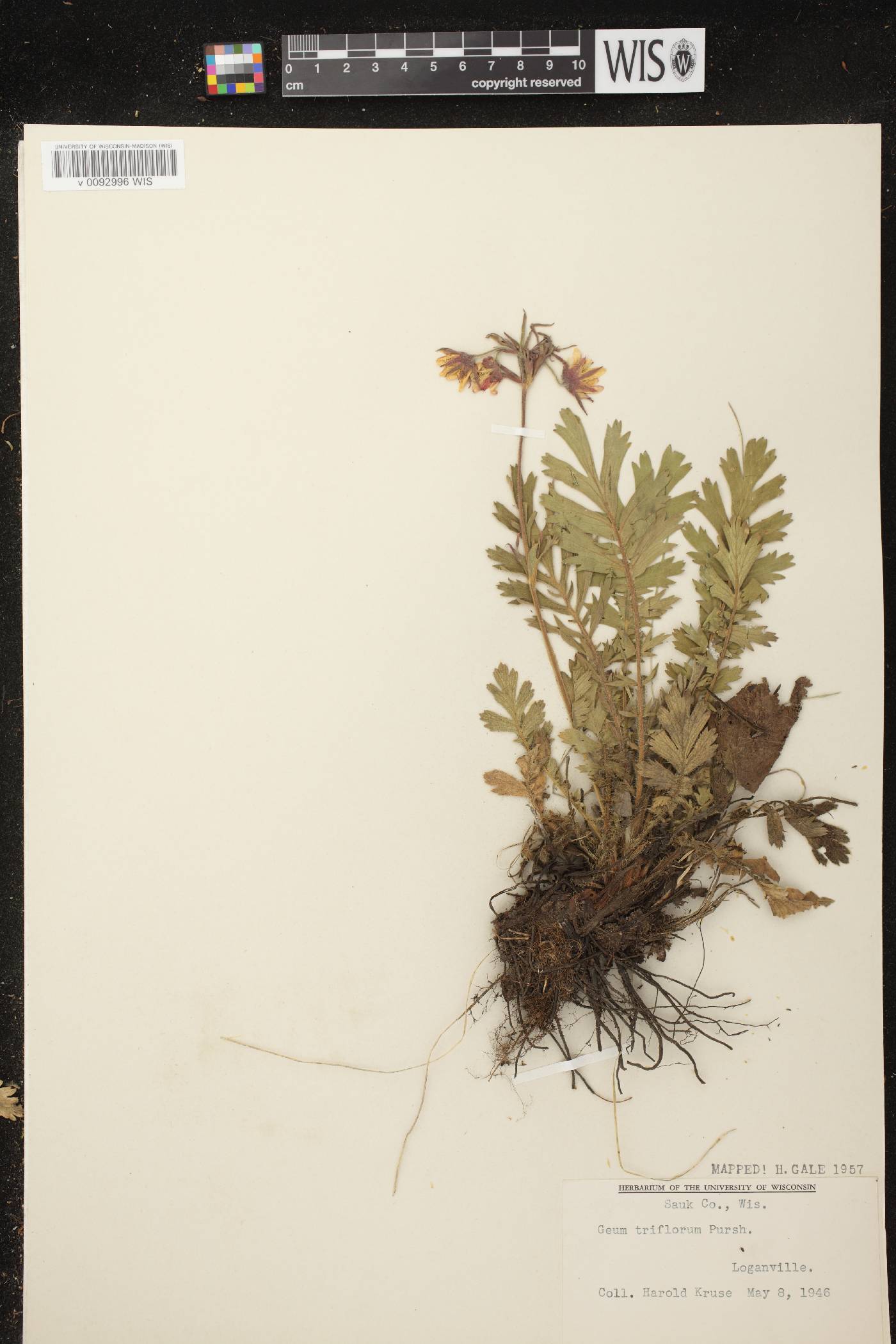 Geum triflorum var. triflorum image