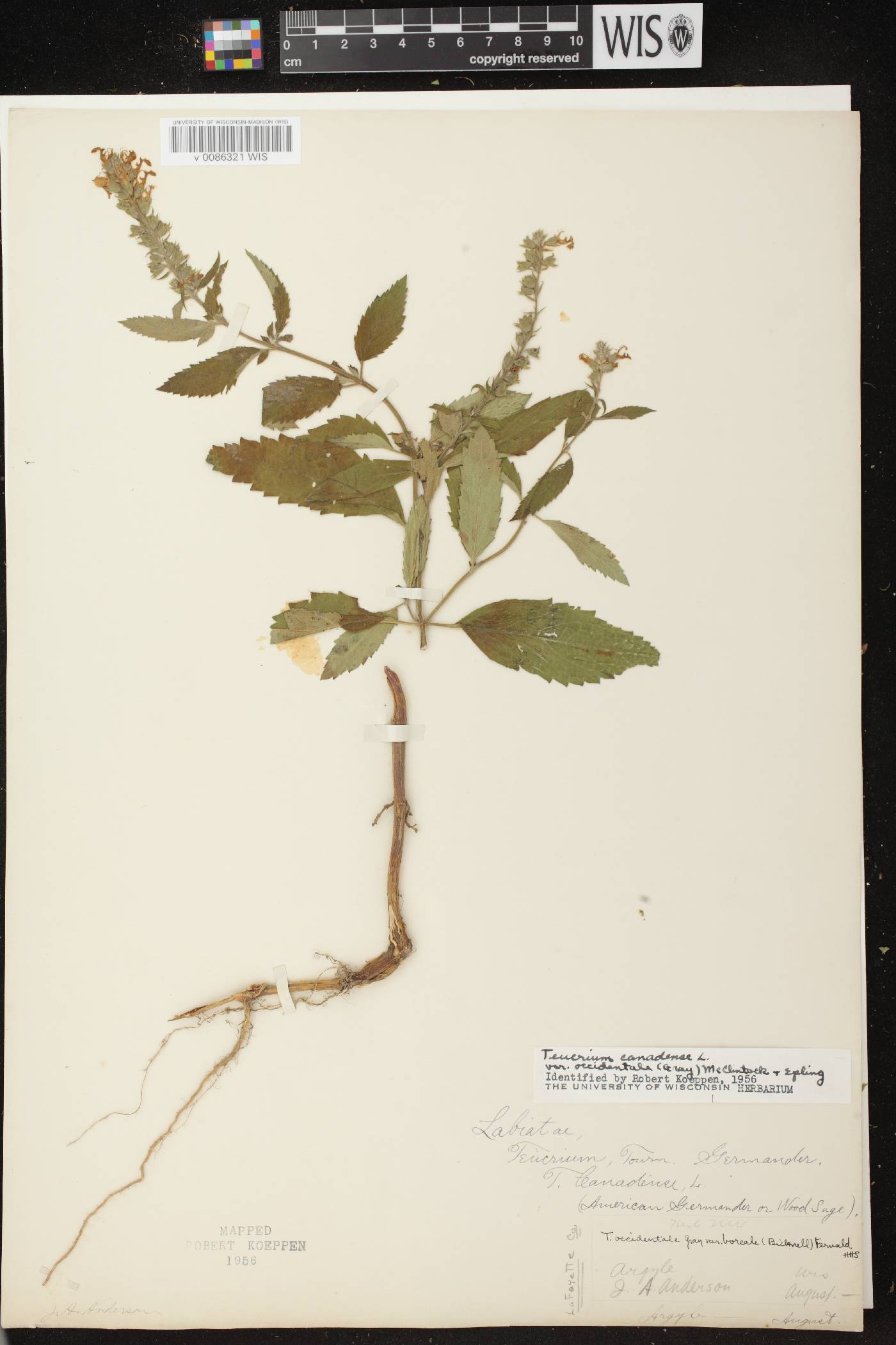 Teucrium canadense var. occidentale image