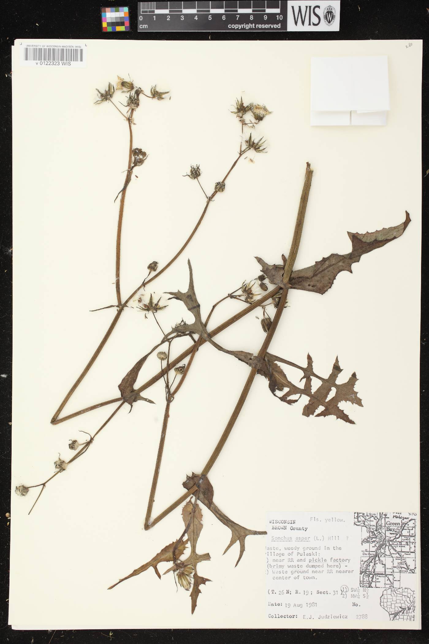 Sonchus asper image