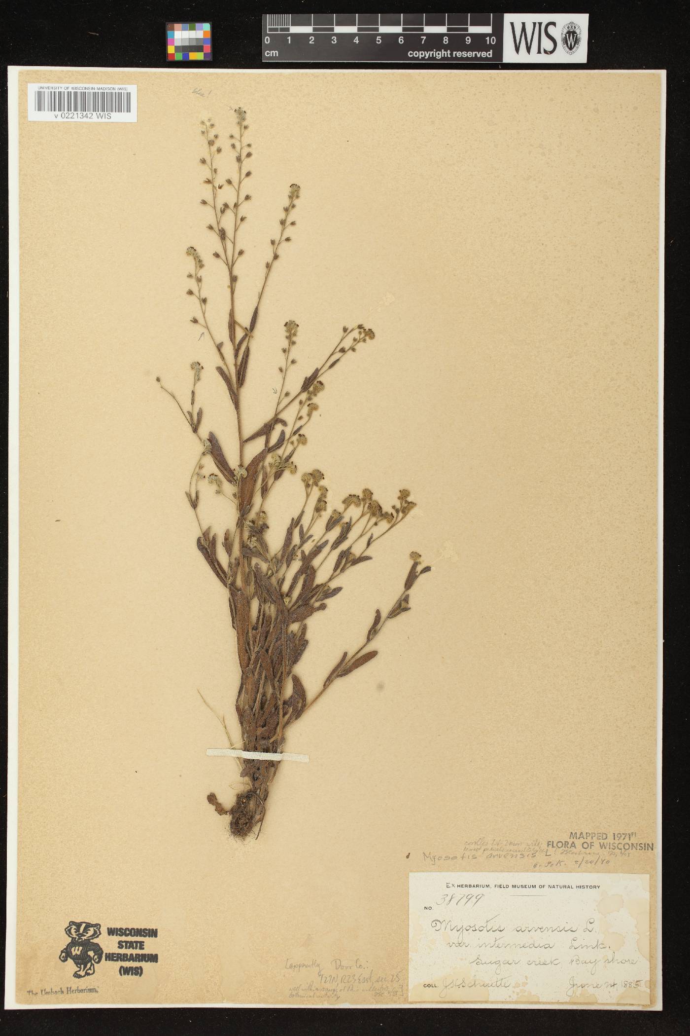 Myosotis arvensis image