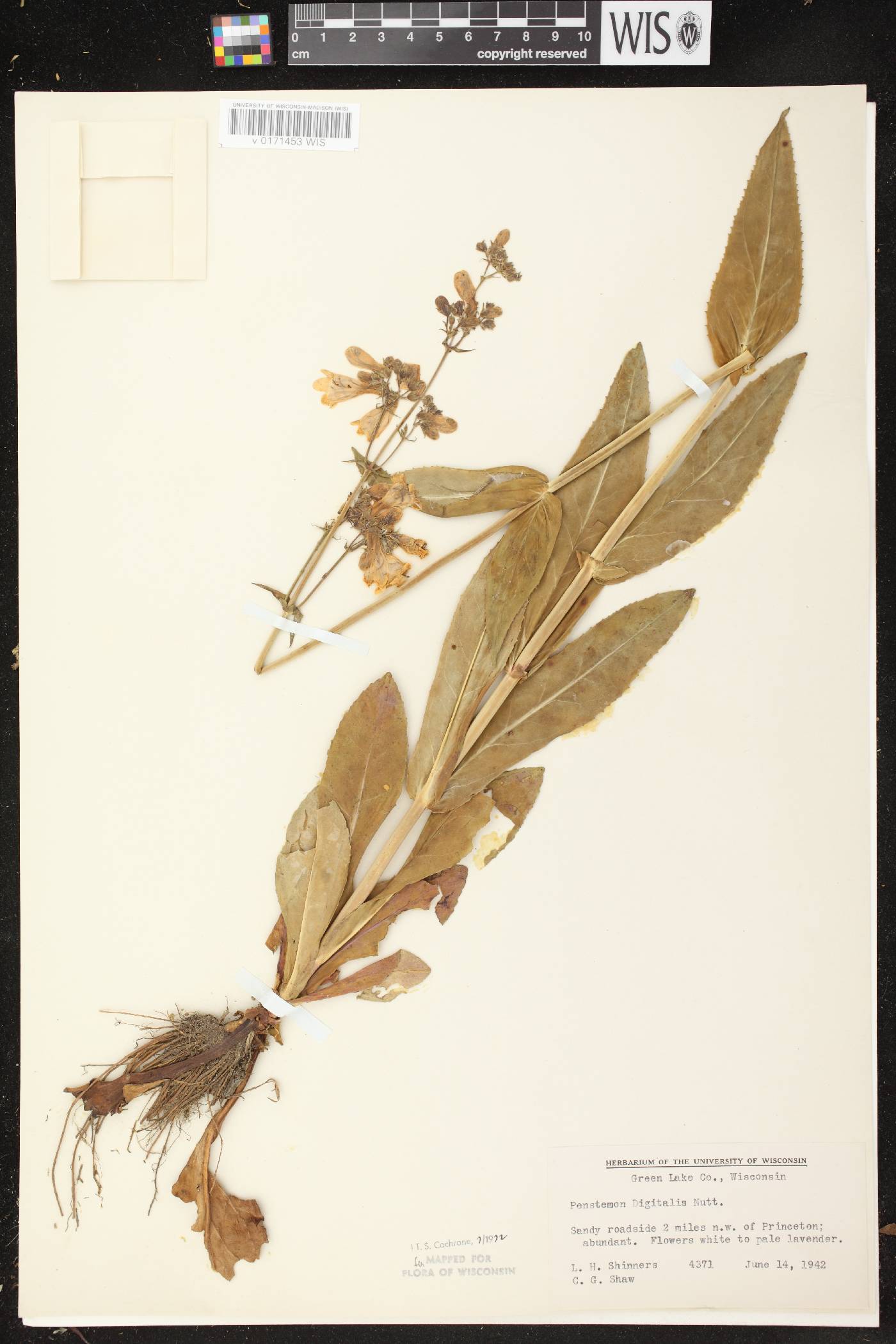 Penstemon digitalis image