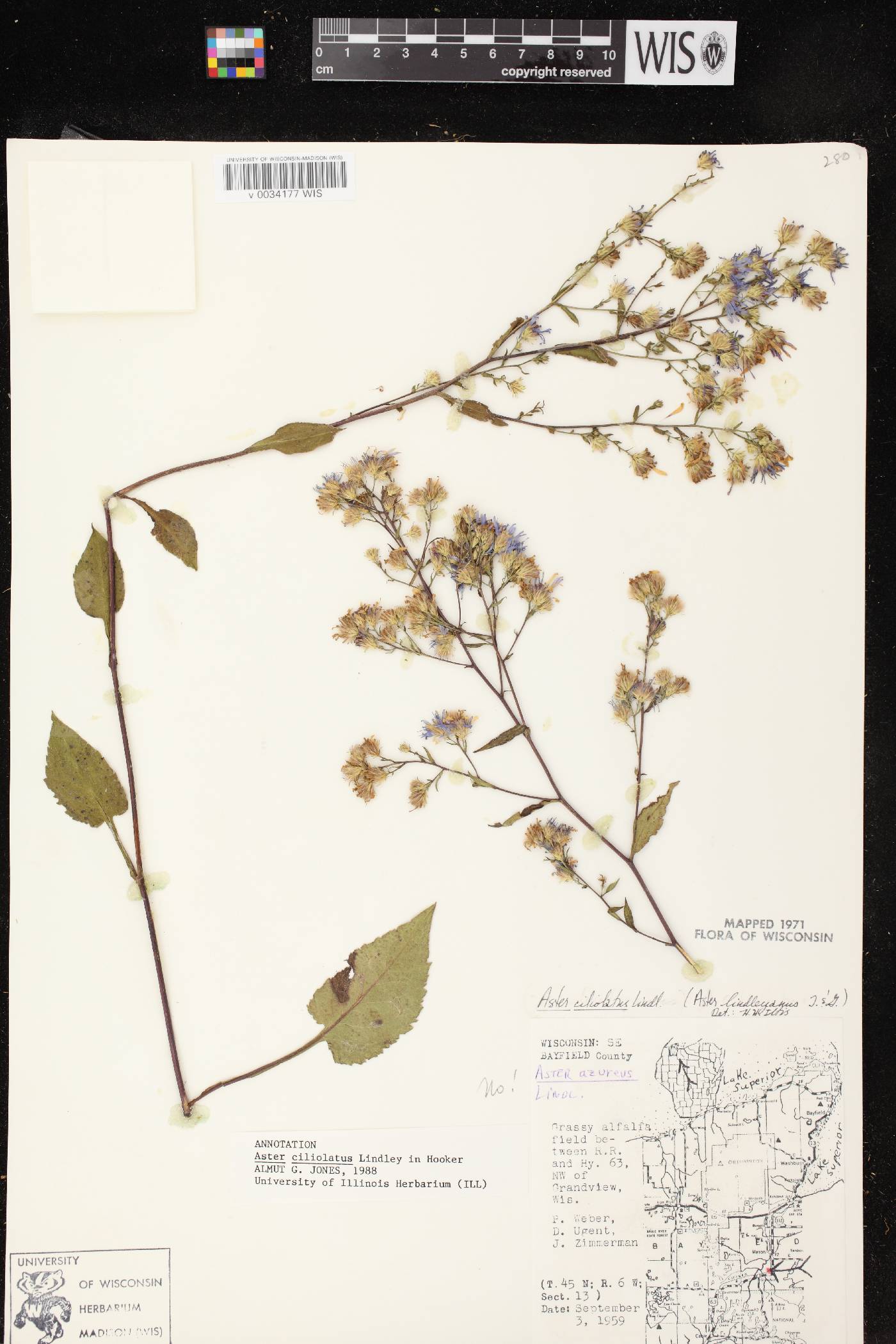 Symphyotrichum ciliolatum image