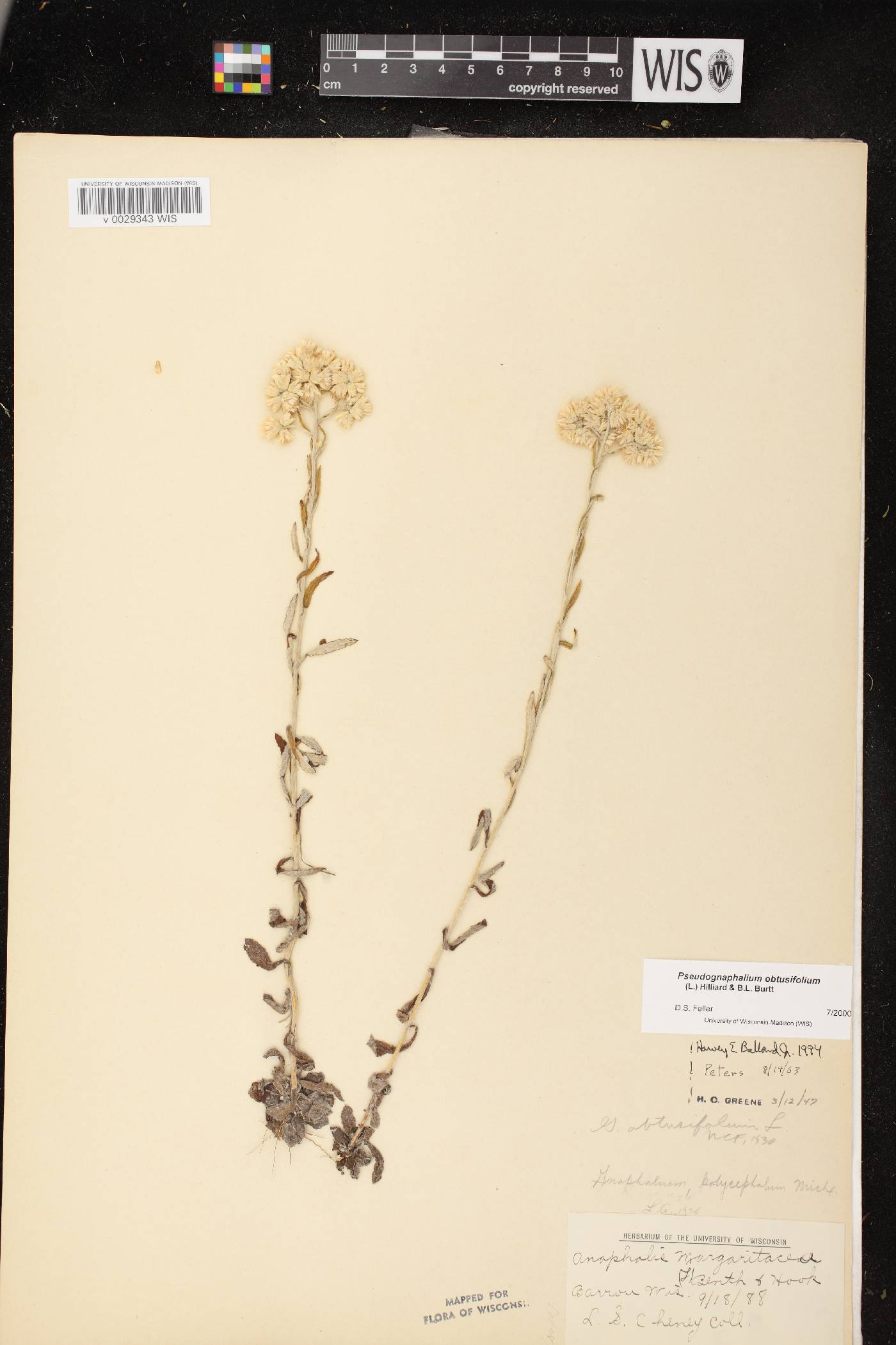 Pseudognaphalium obtusifolium image