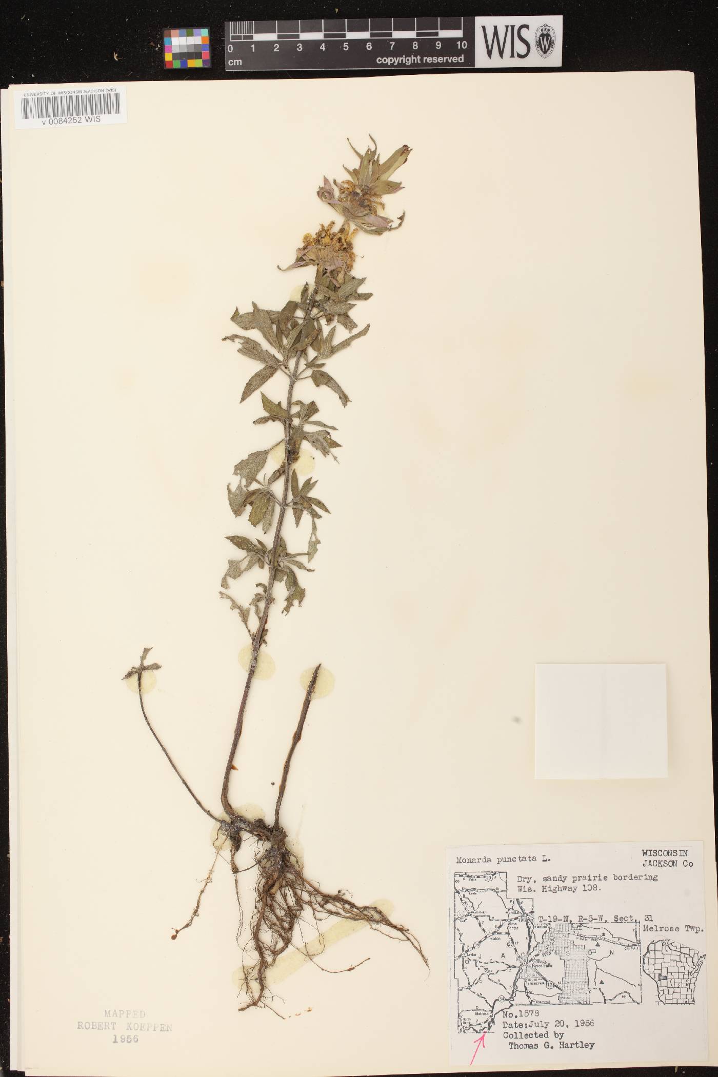 Monarda punctata image