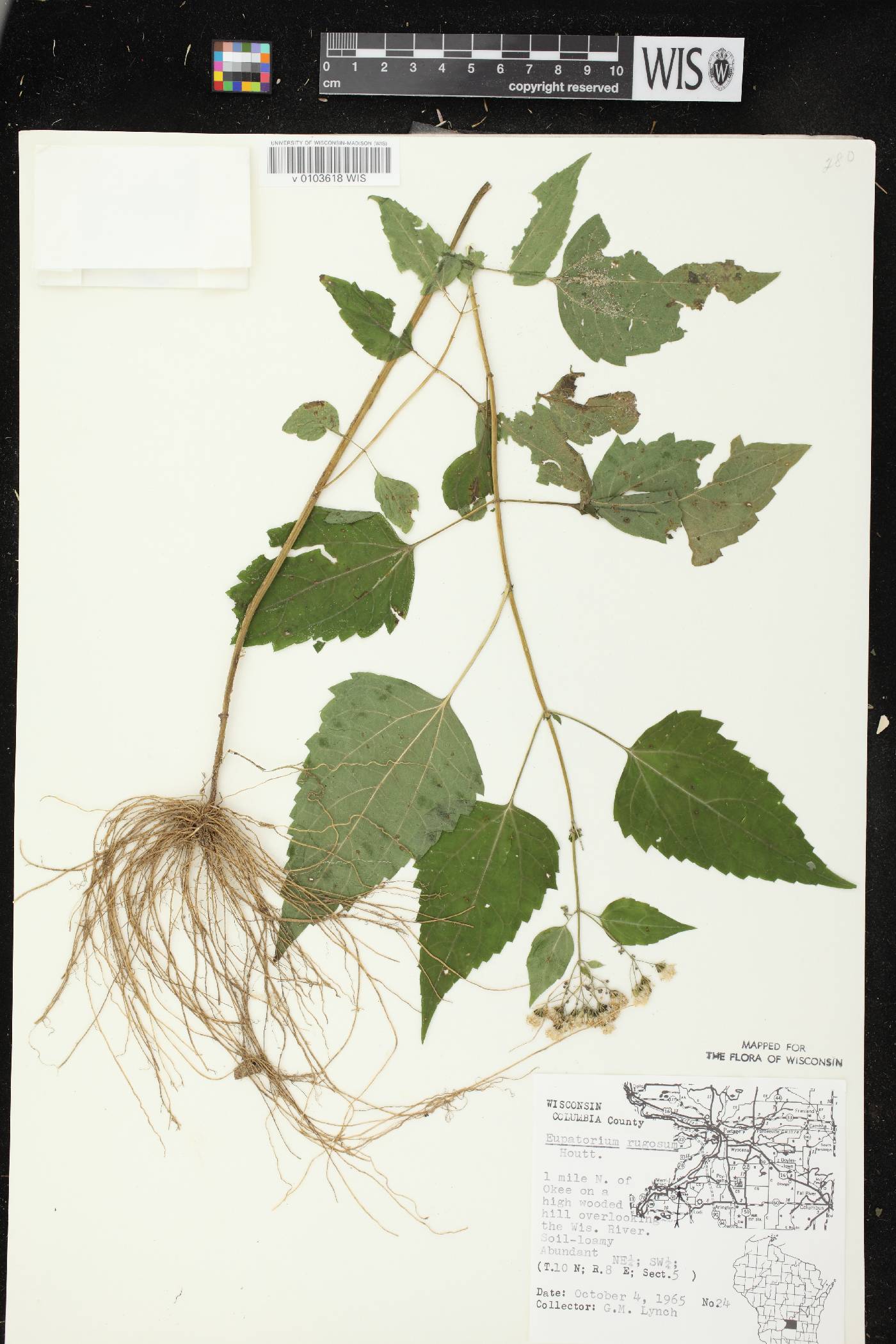 Ageratina altissima subsp. altissima image