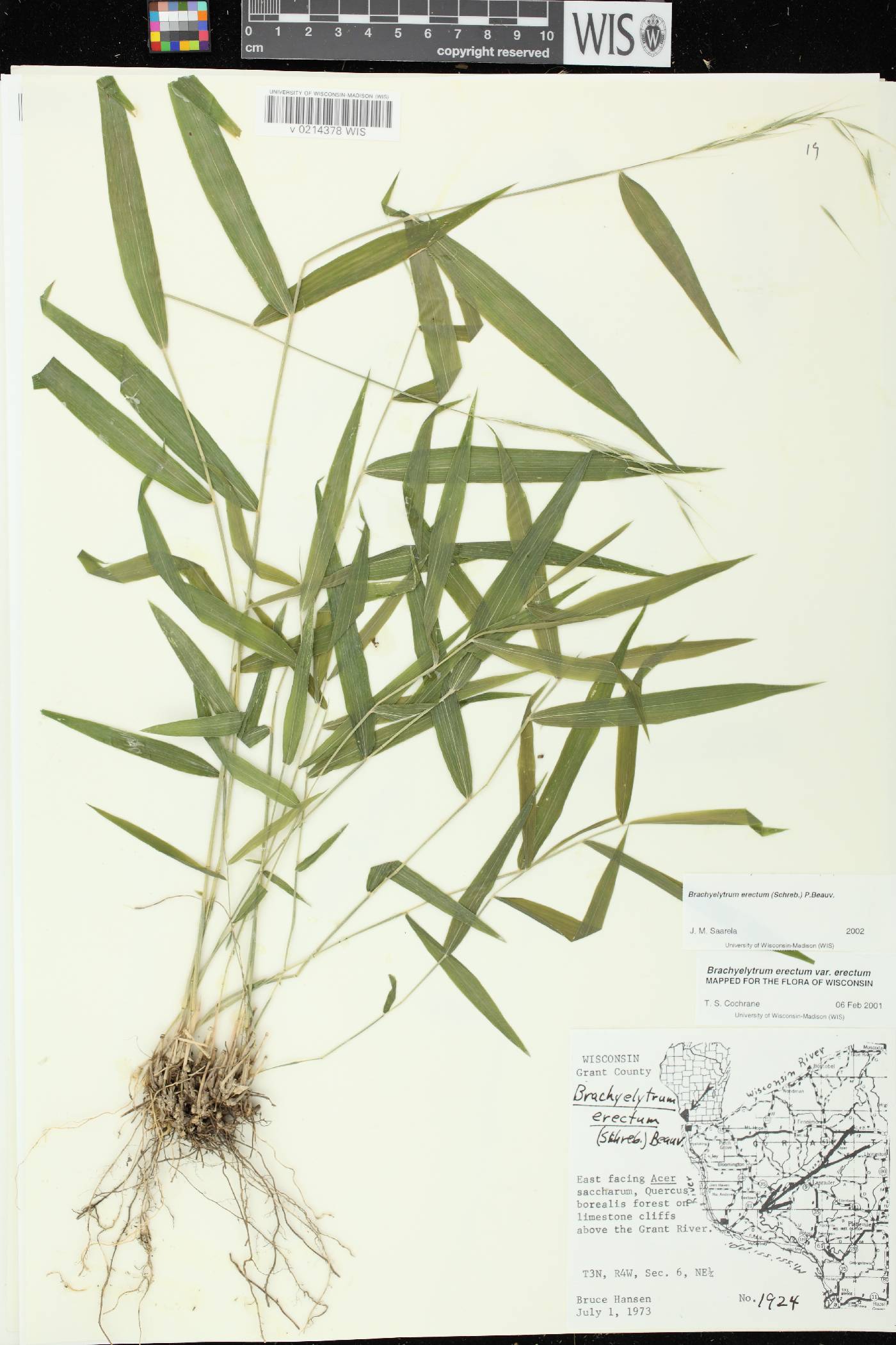 Brachyelytrum erectum image