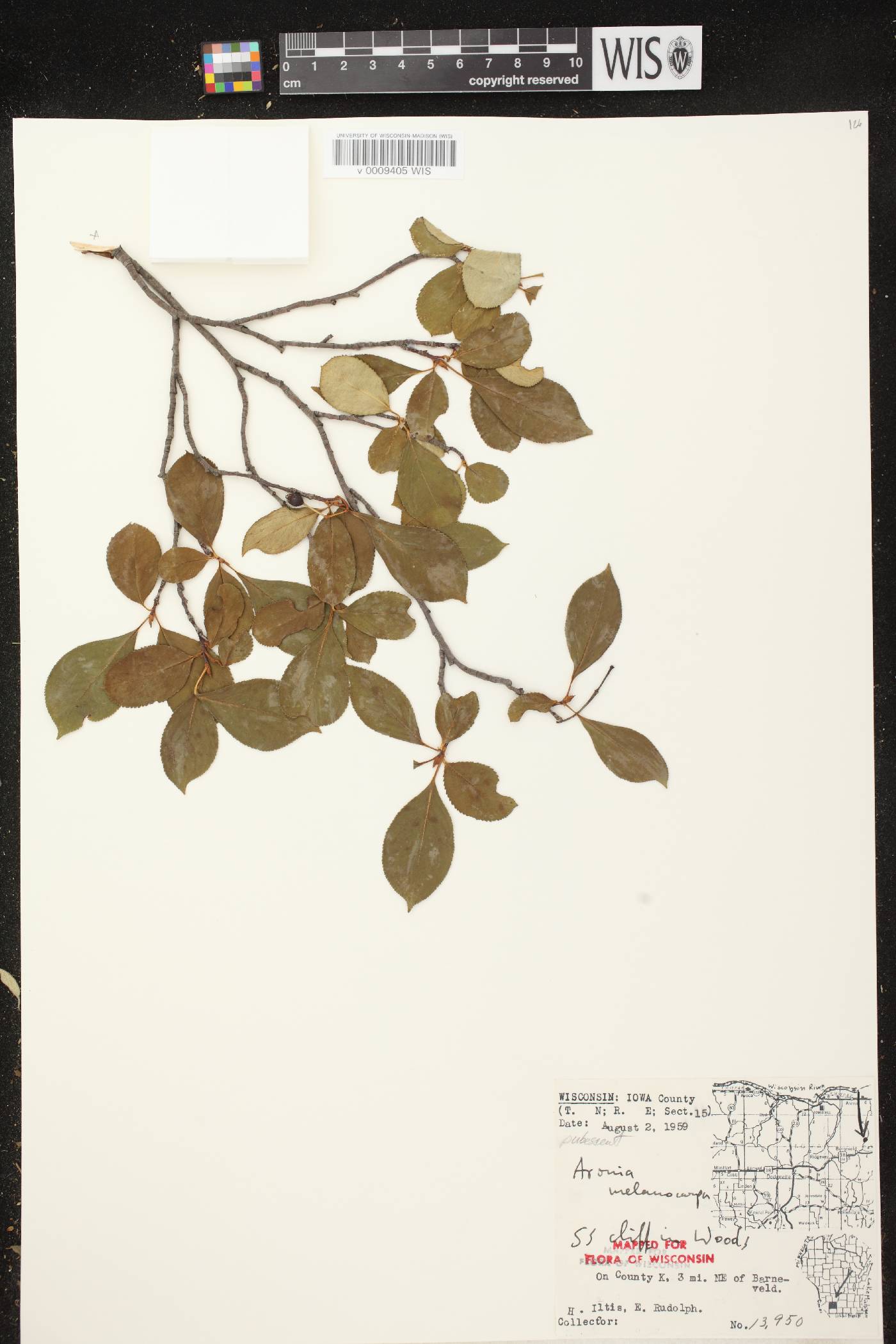 Aronia x prunifolia image