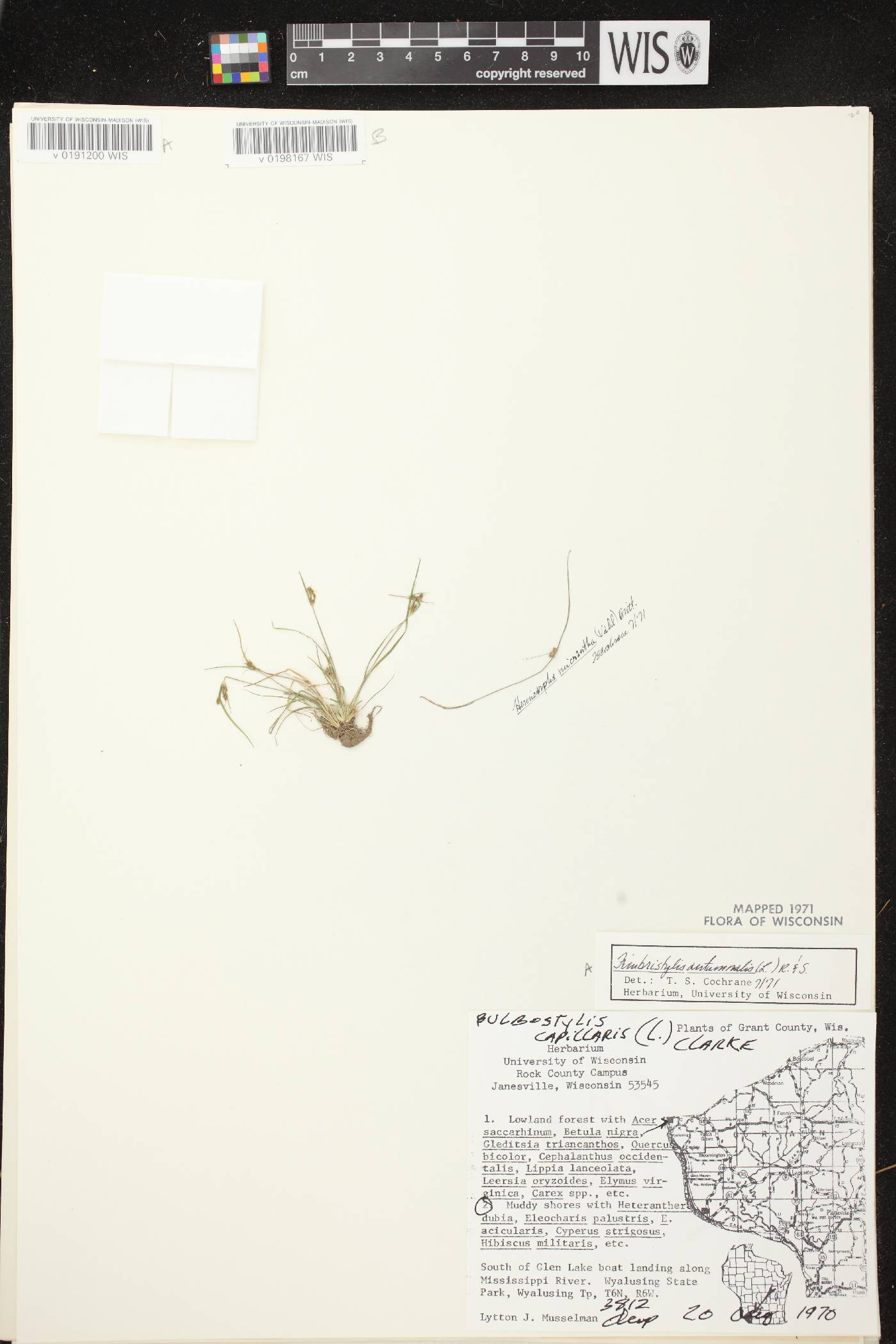 Lipocarpha micrantha image