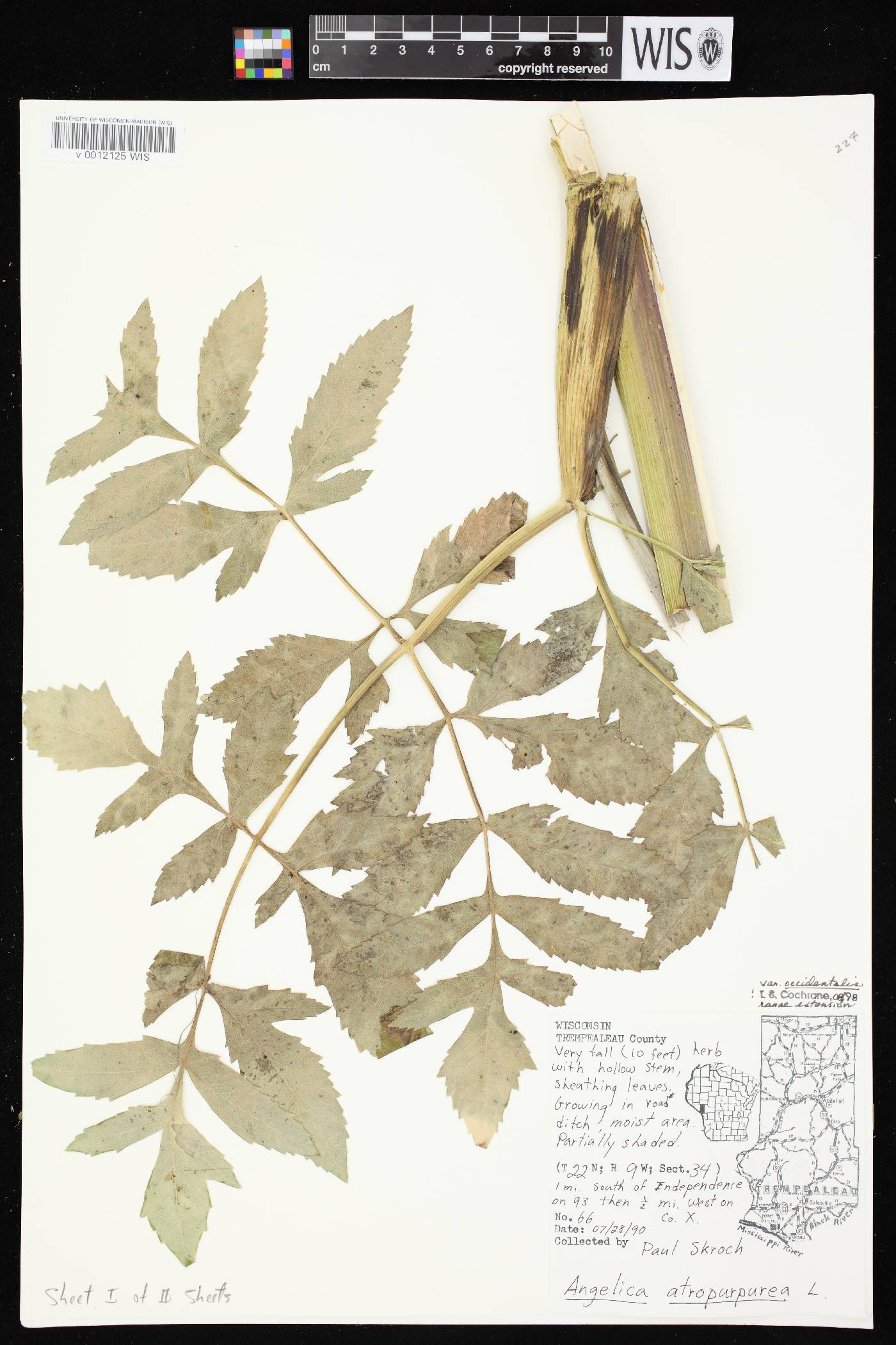 Angelica atropurpurea var. occidentalis image
