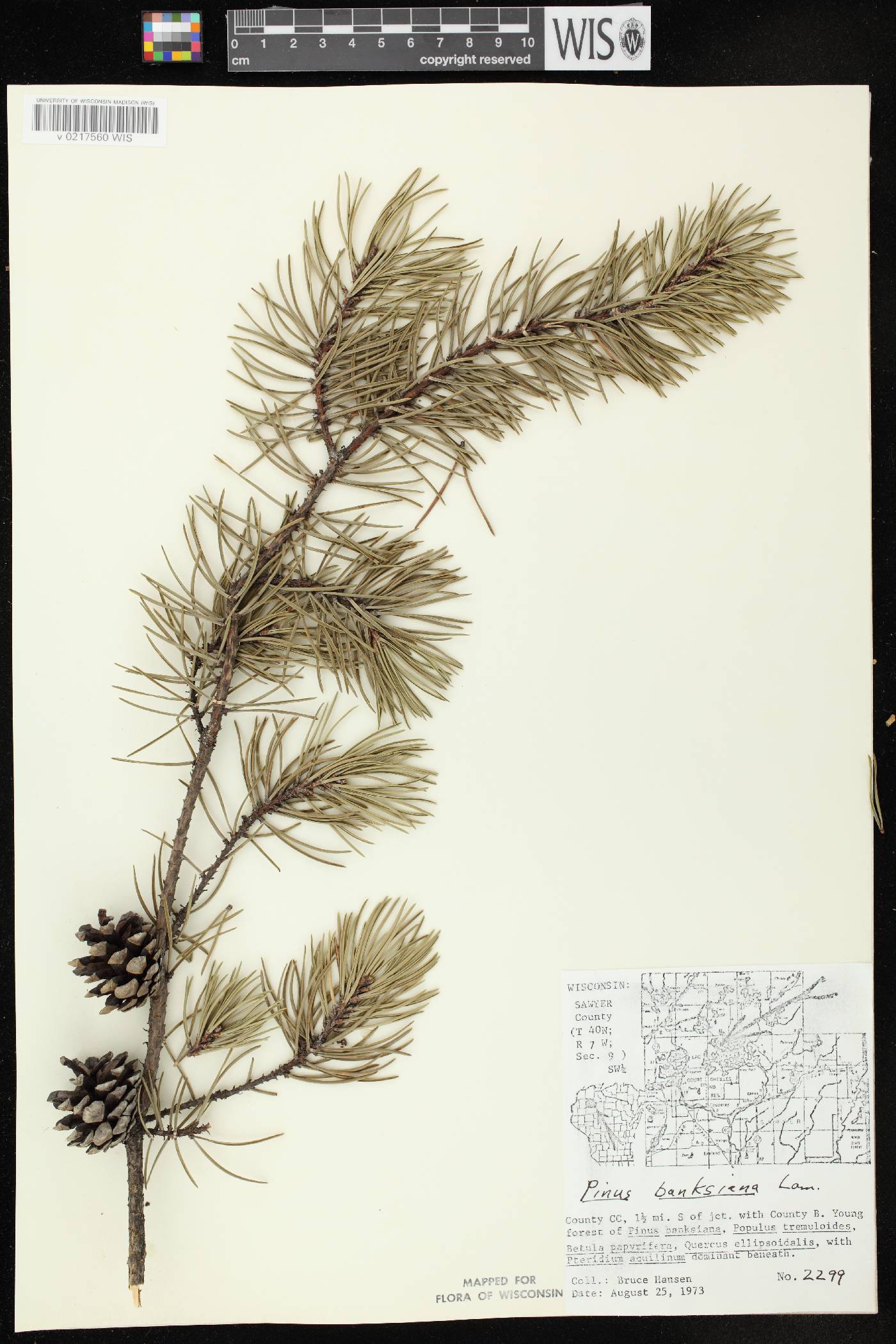 Pinus banksiana image
