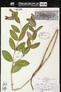 Image of Apocynum cannabinum var. cannabinum