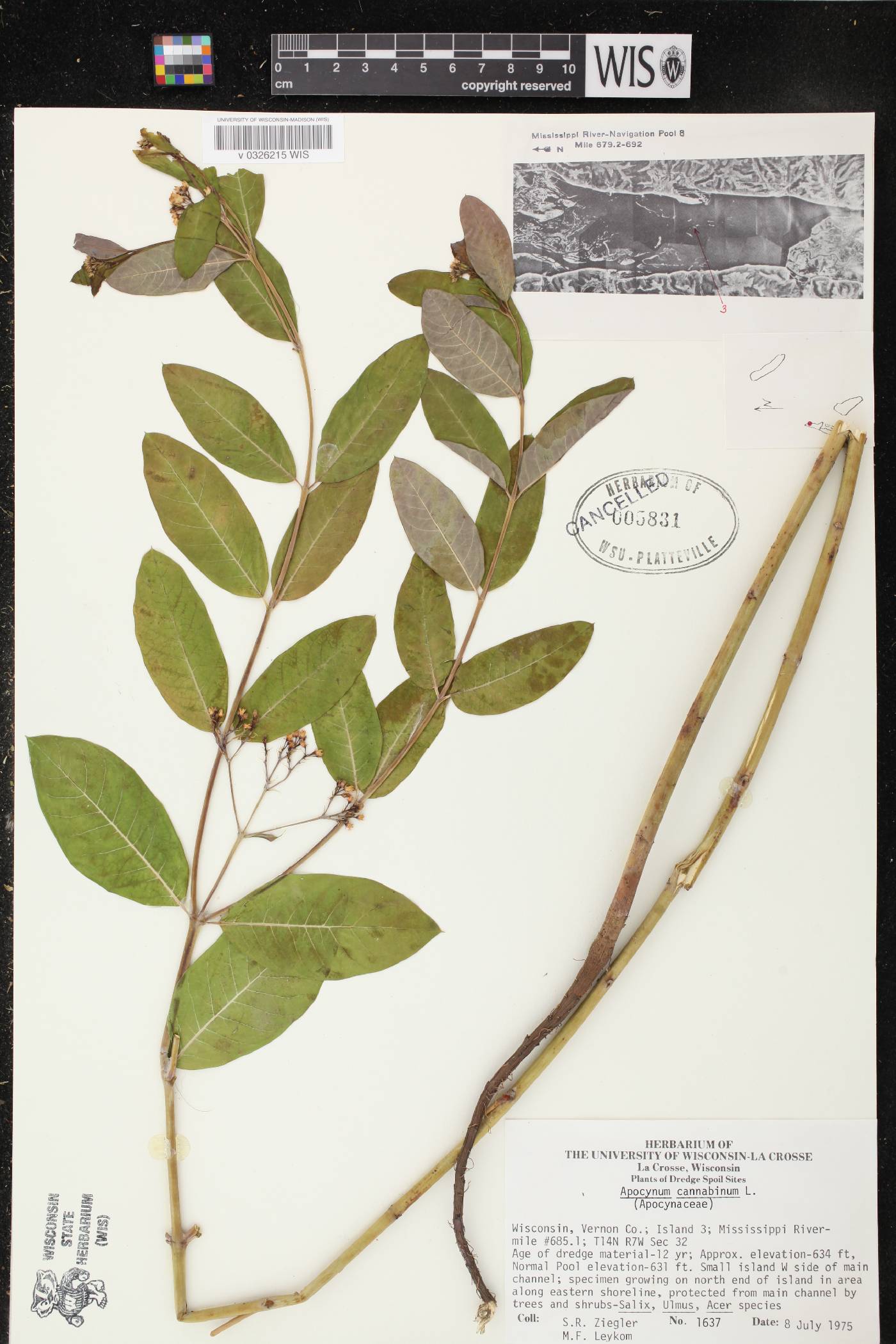 Apocynum cannabinum image