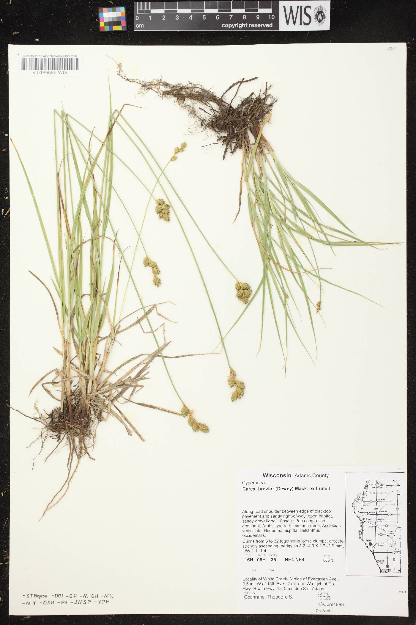 Carex brevior image