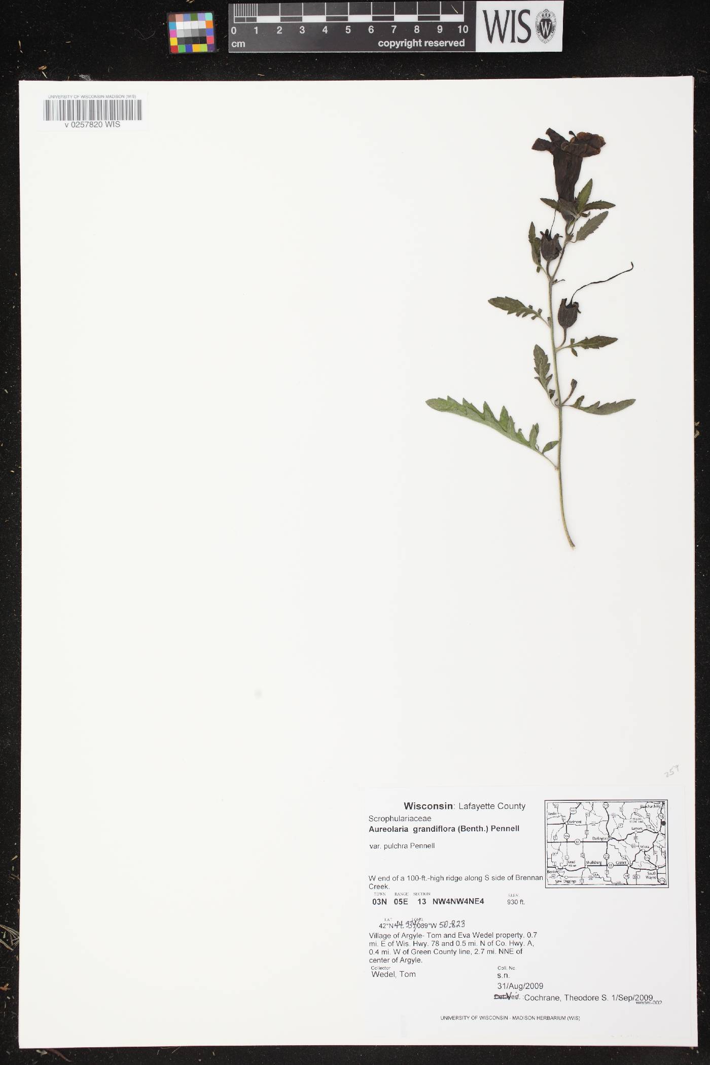 Aureolaria grandiflora var. pulchra image