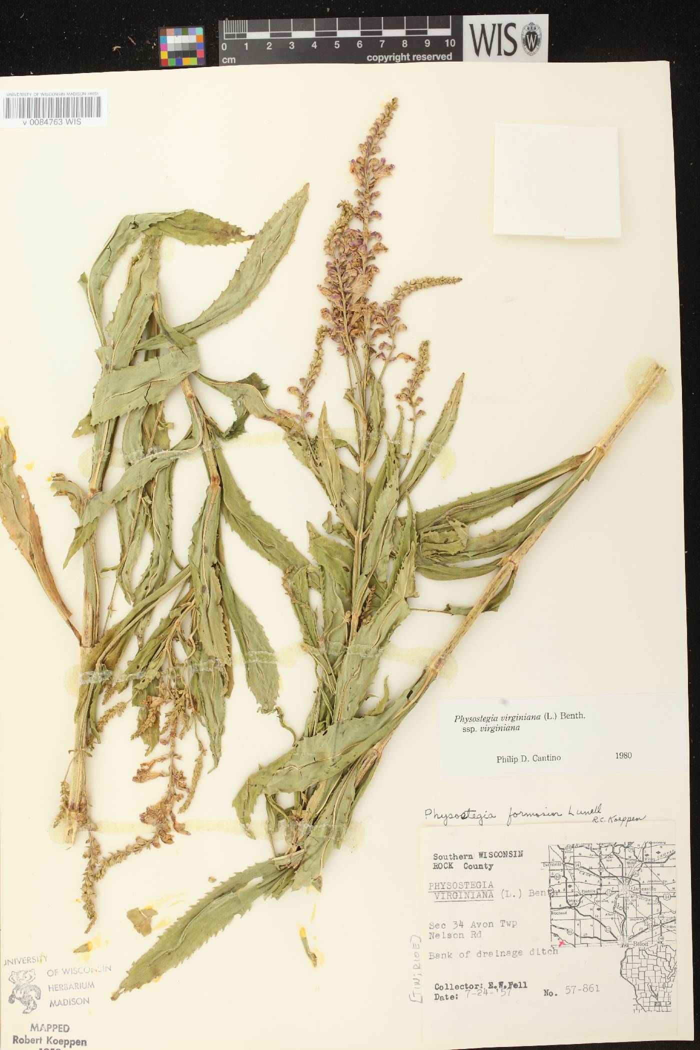 Physostegia virginiana image