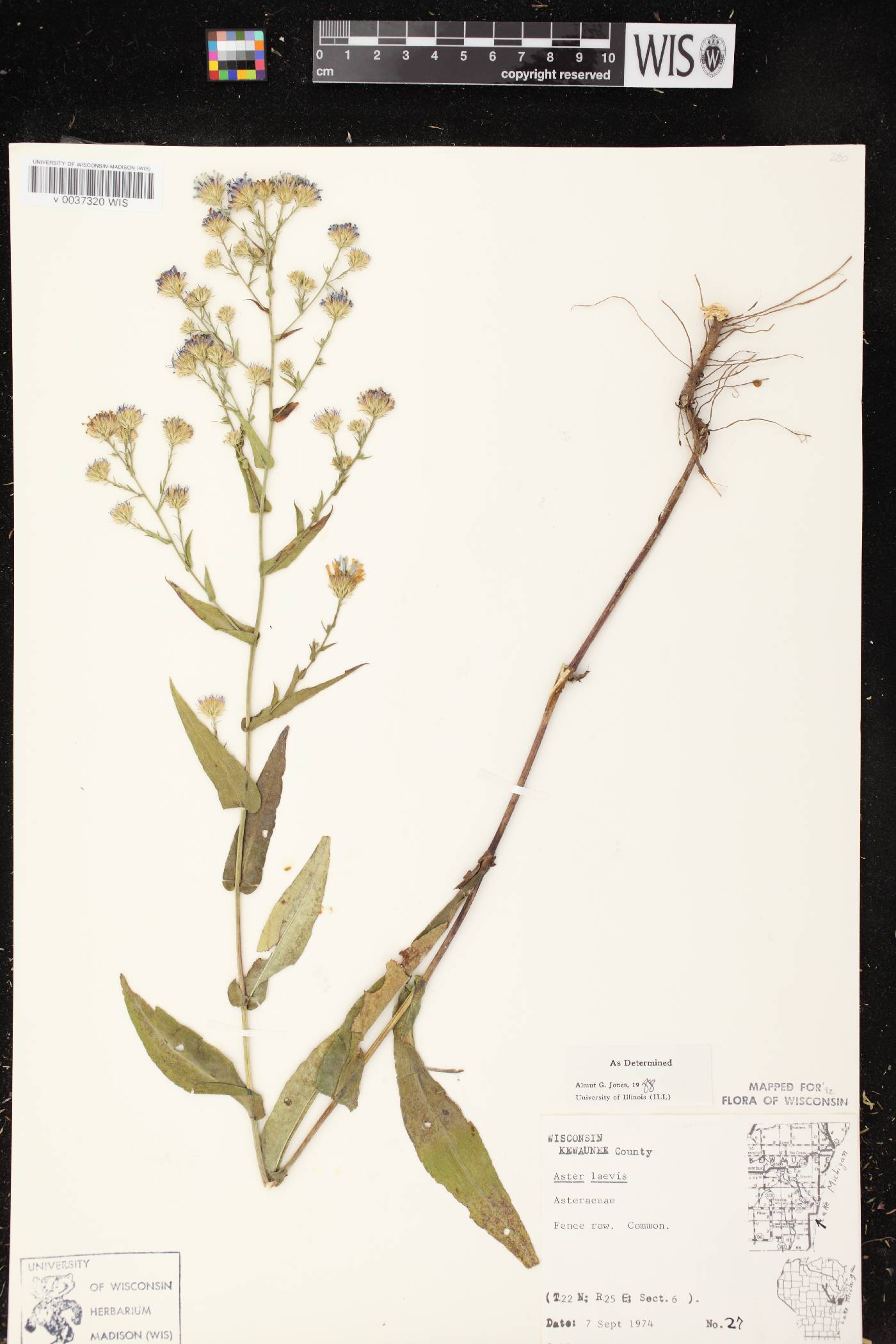 Symphyotrichum laeve var. laeve image