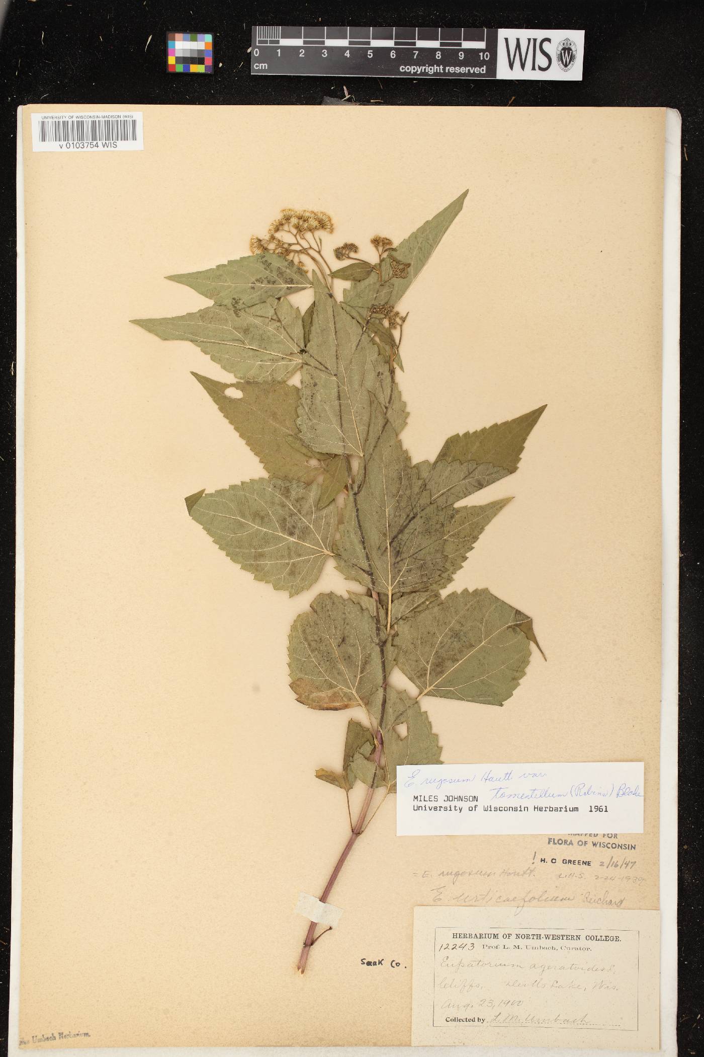 Ageratina altissima subsp. altissima image