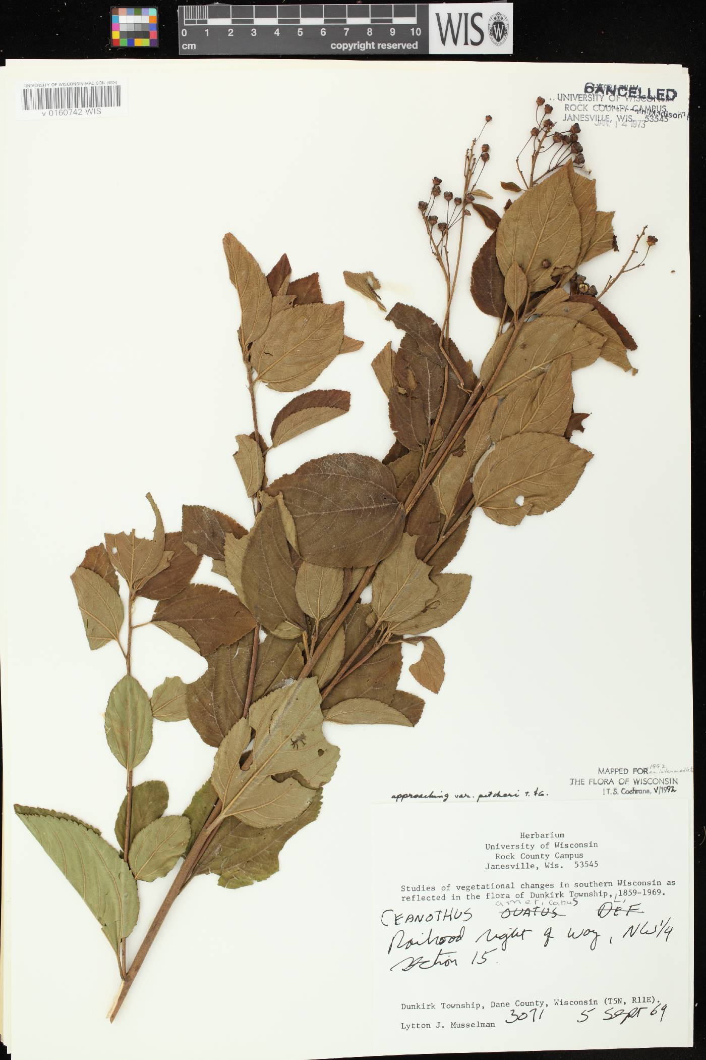 Ceanothus americanus image