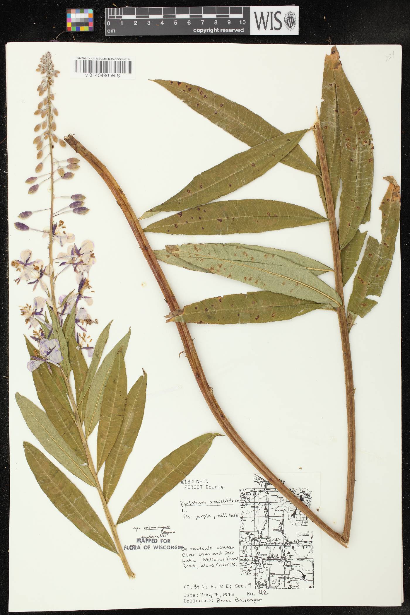 Chamerion angustifolium subsp. circumvagum image