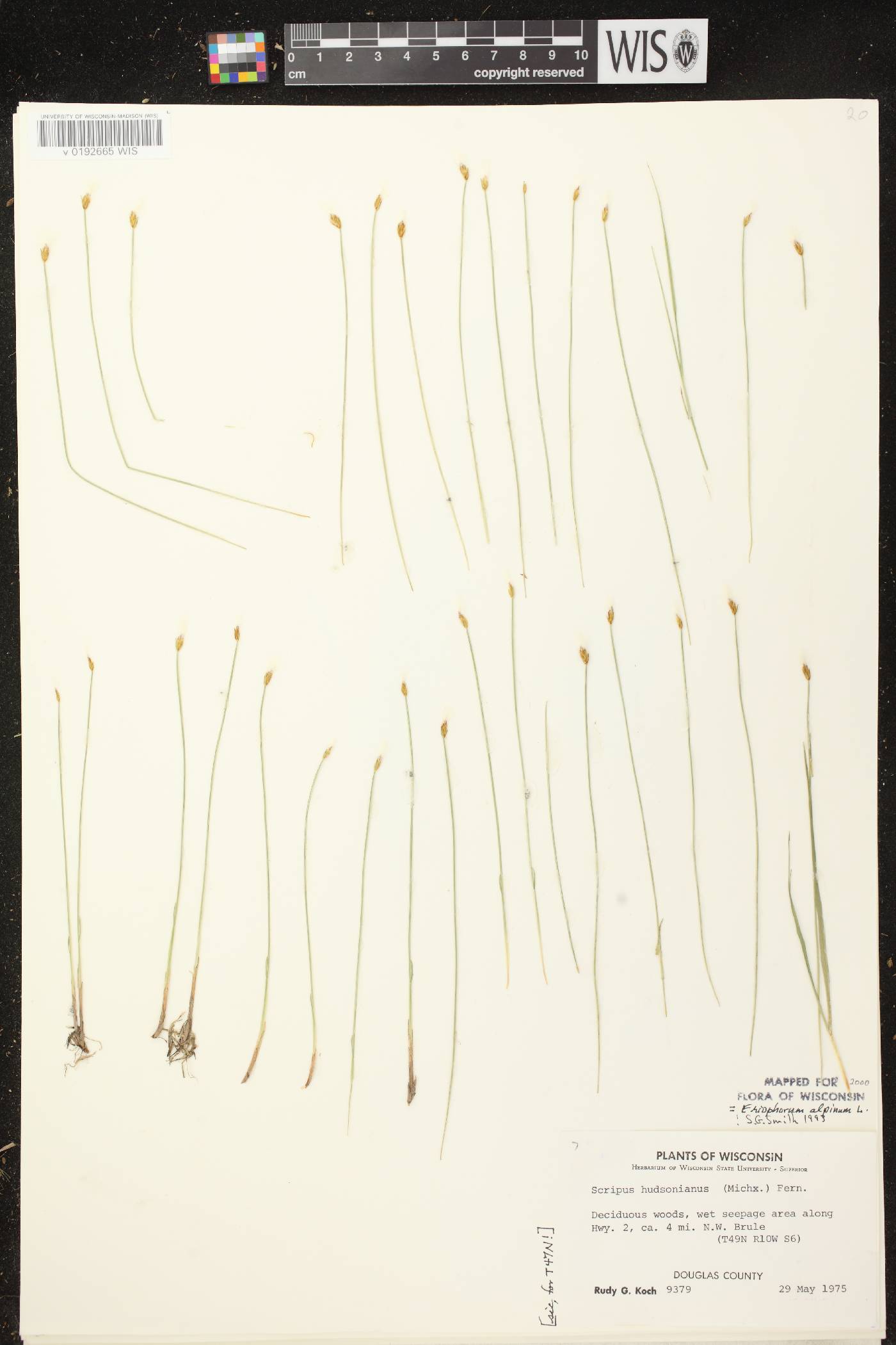Trichophorum alpinum image