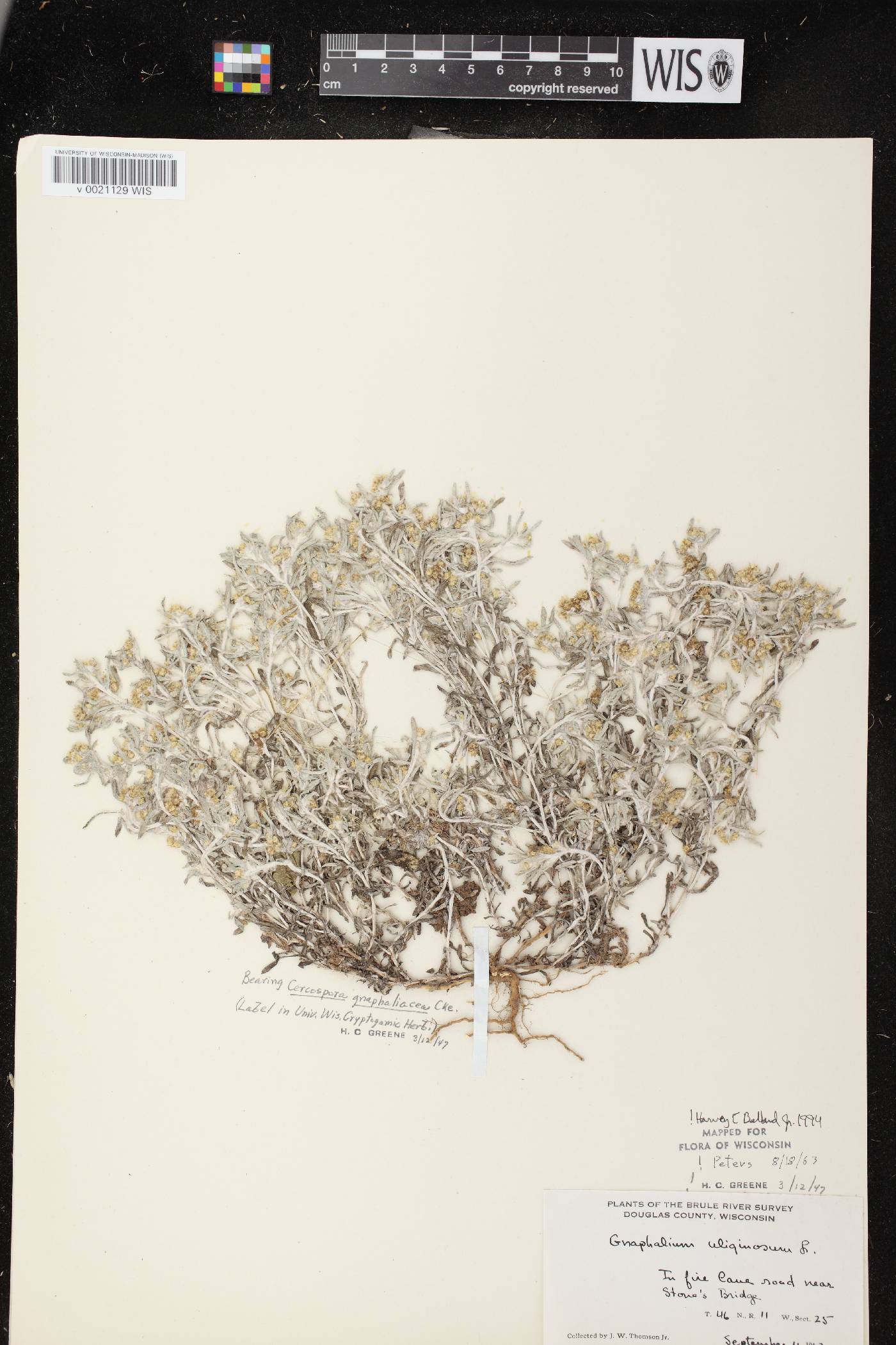 Gnaphalium uliginosum image