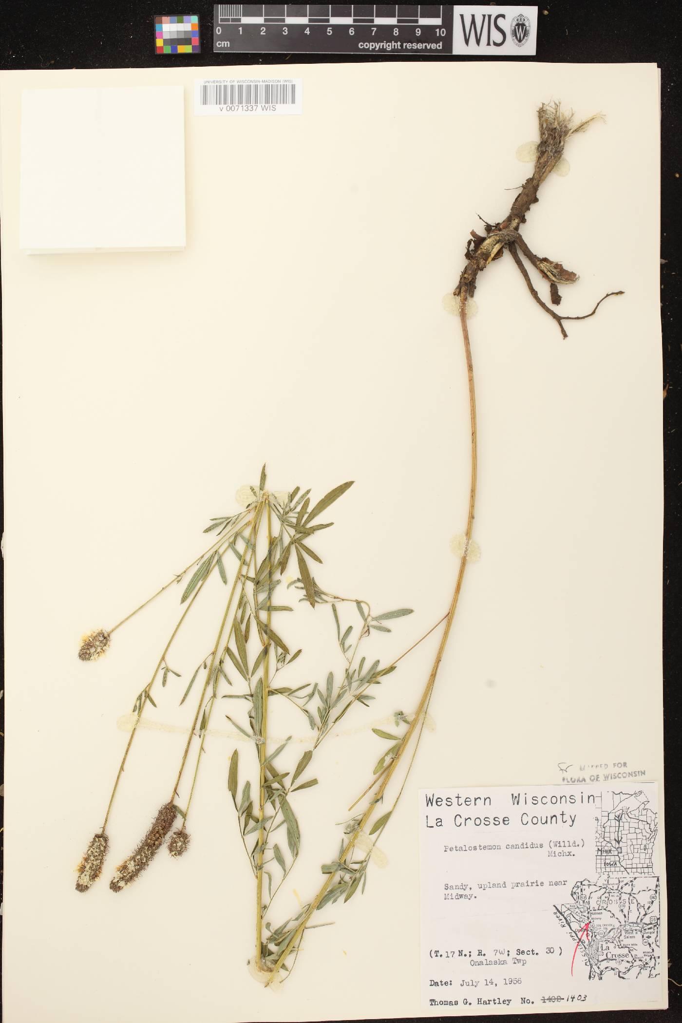 Dalea candida image