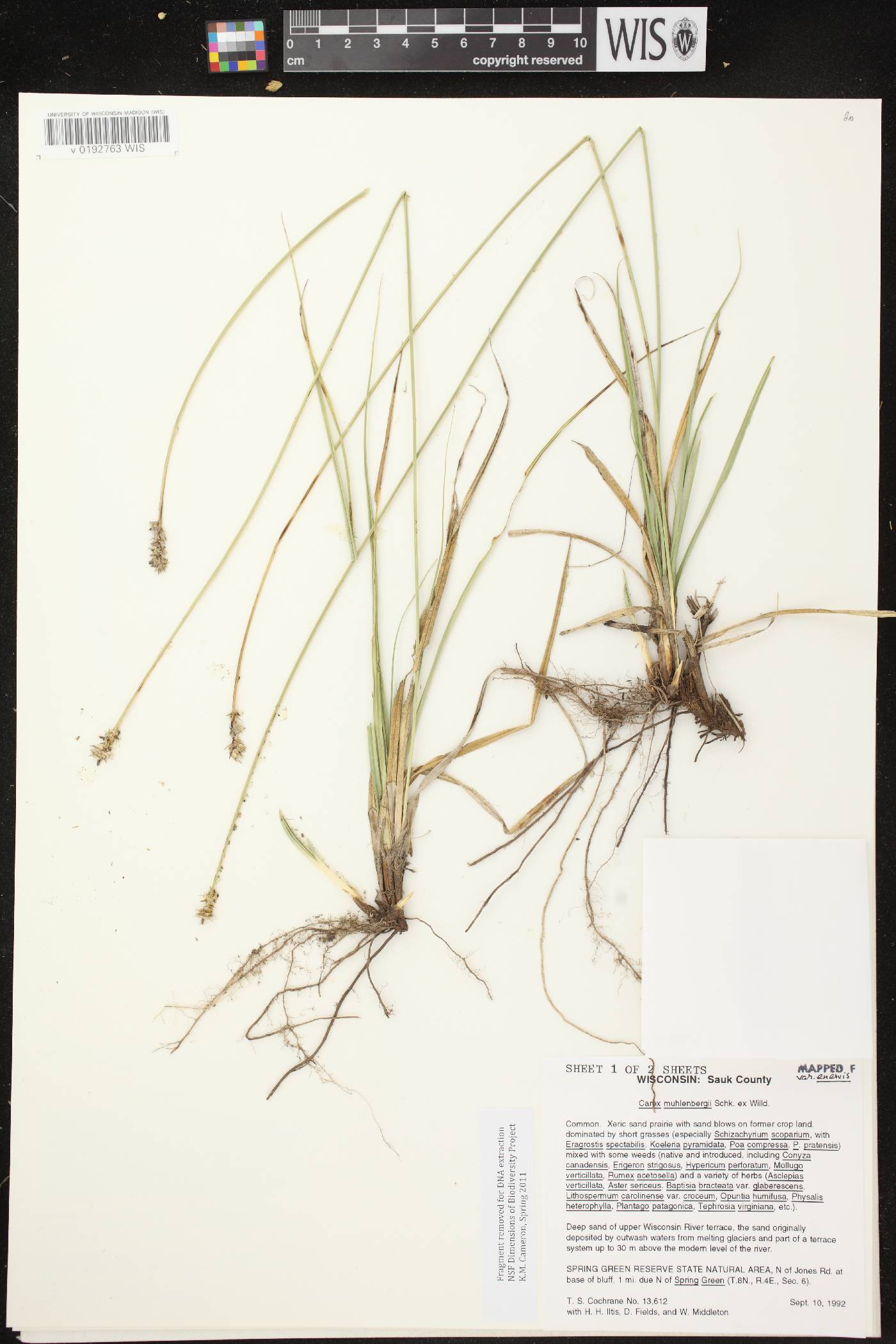 Carex muehlenbergii image
