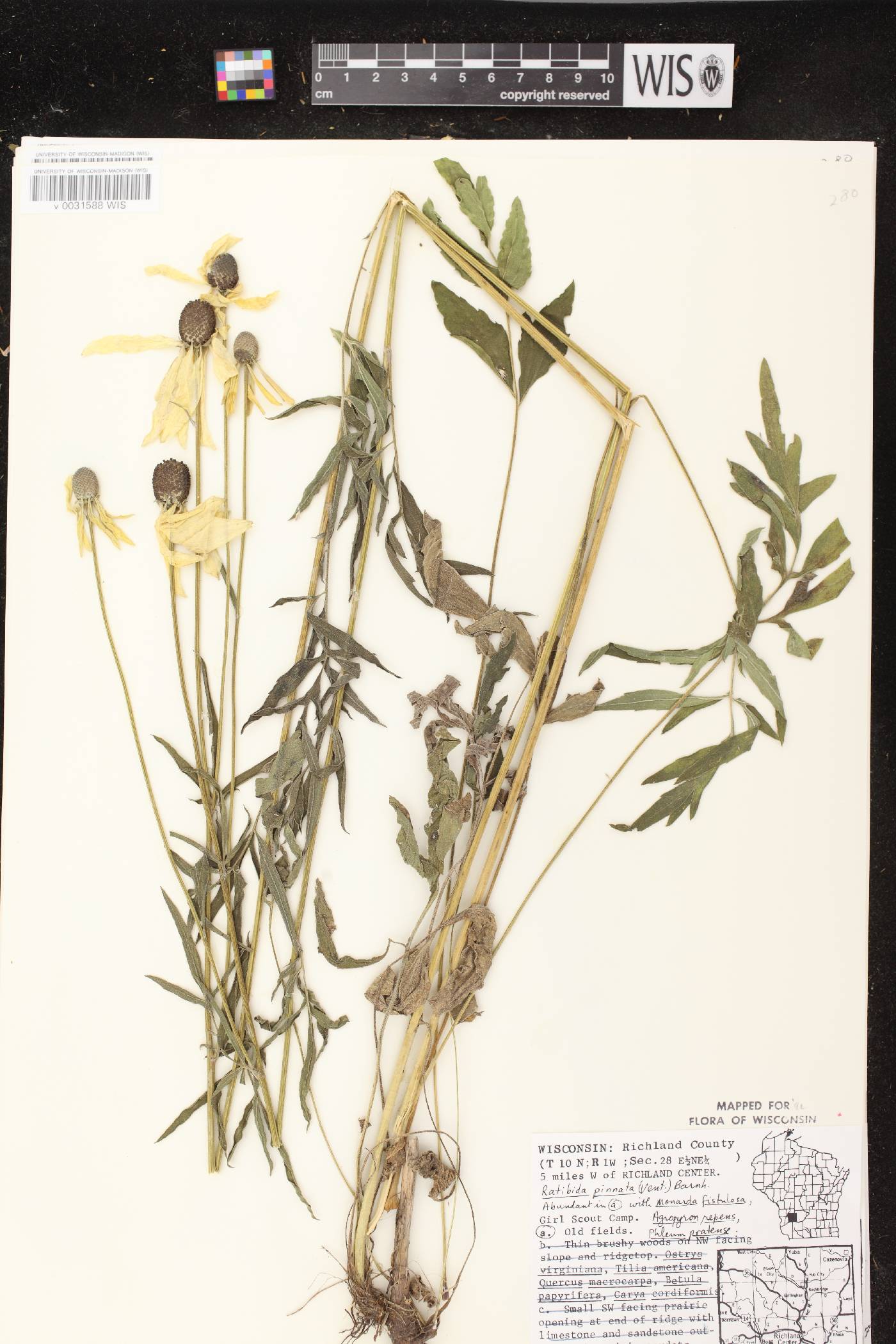 Ratibida pinnata image