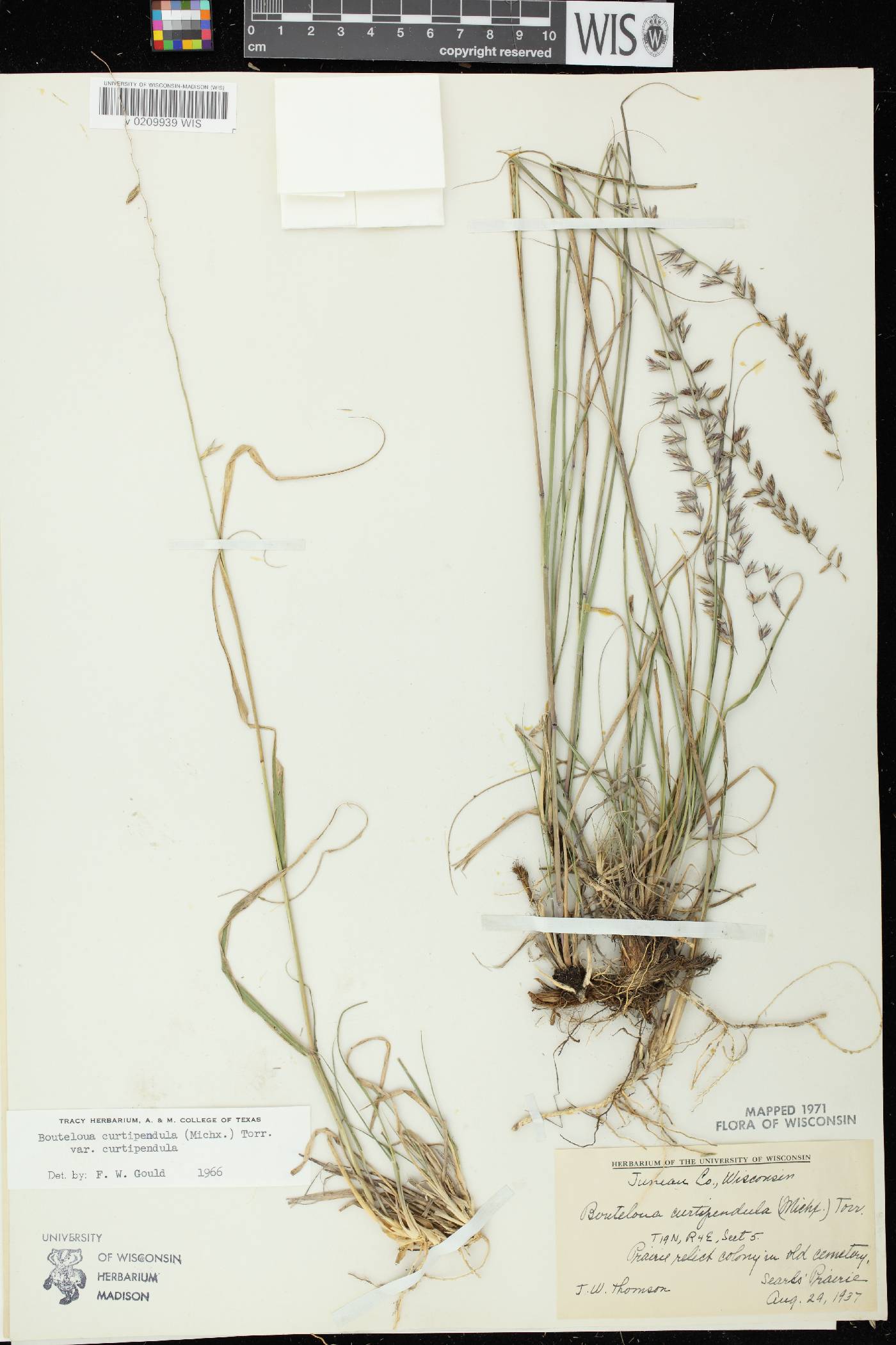 Bouteloua curtipendula image
