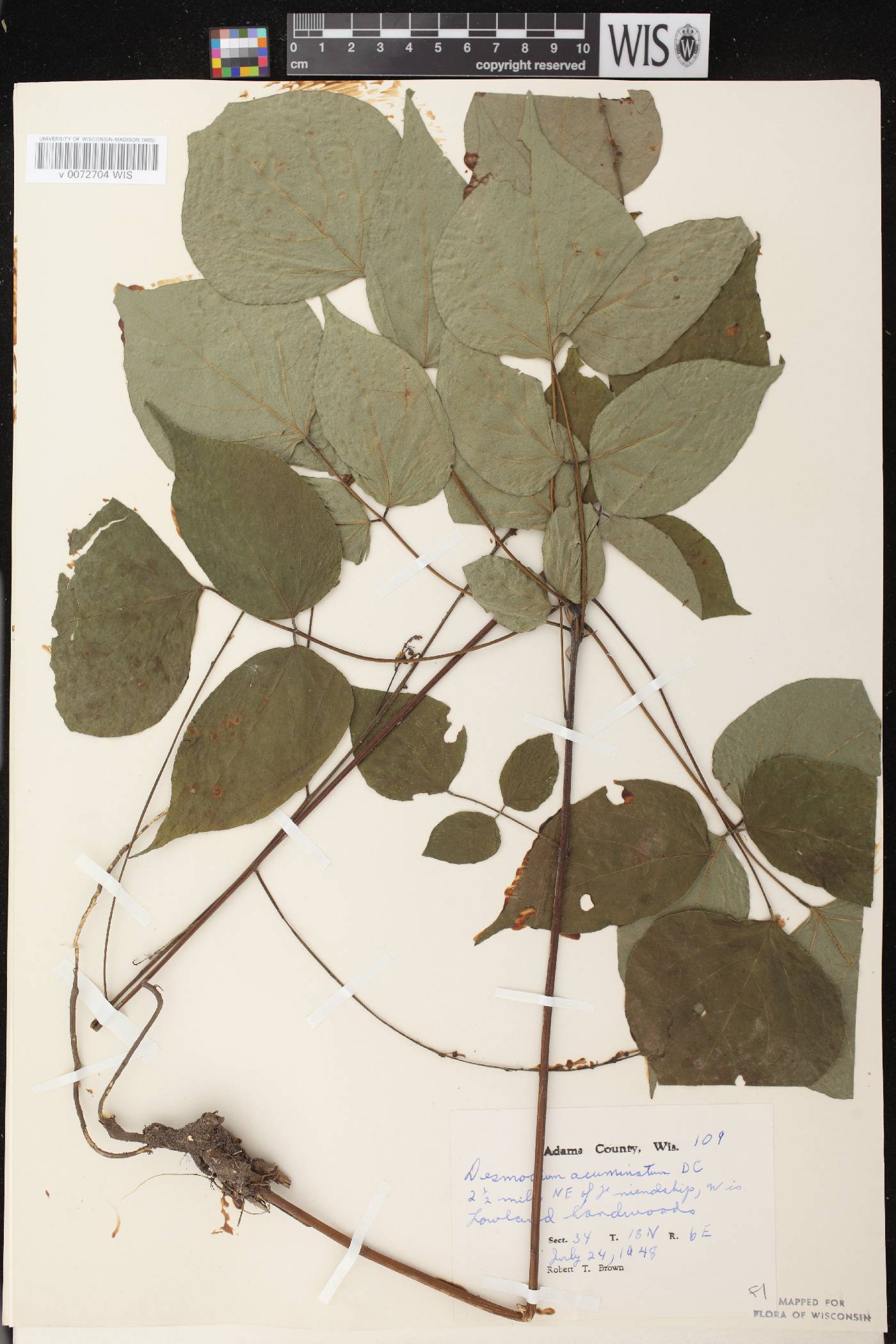 Hylodesmum glutinosum image