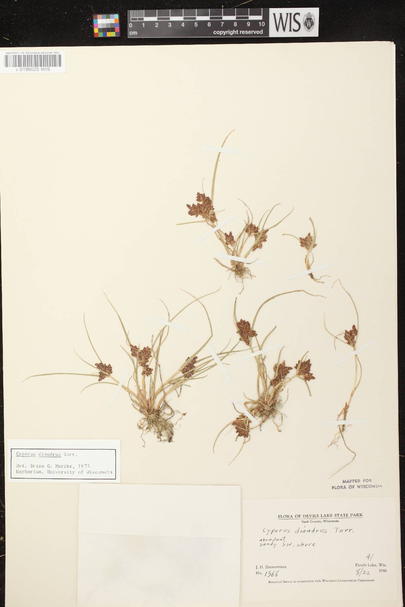 Cyperus diandrus image