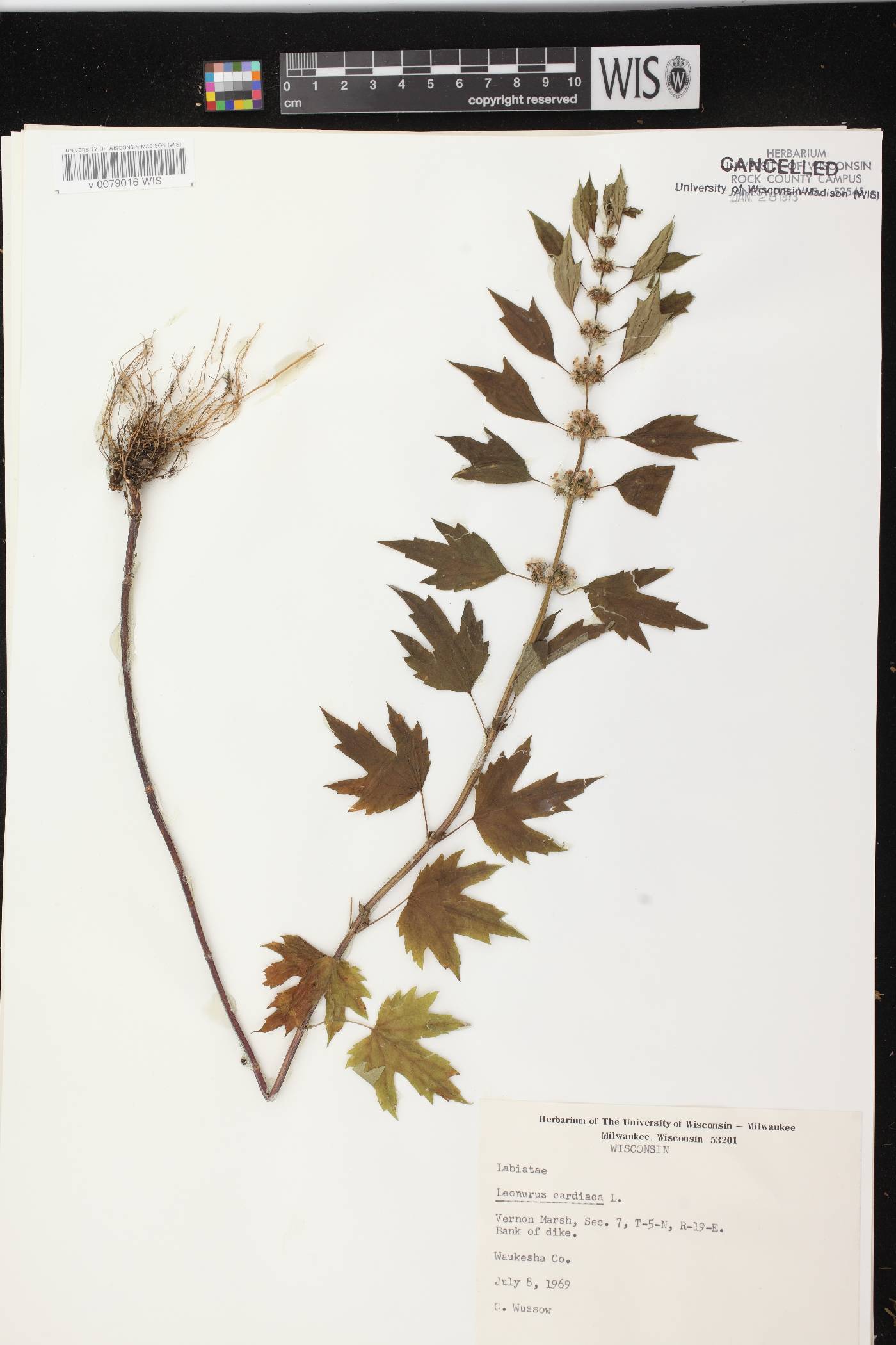 Leonurus cardiaca image