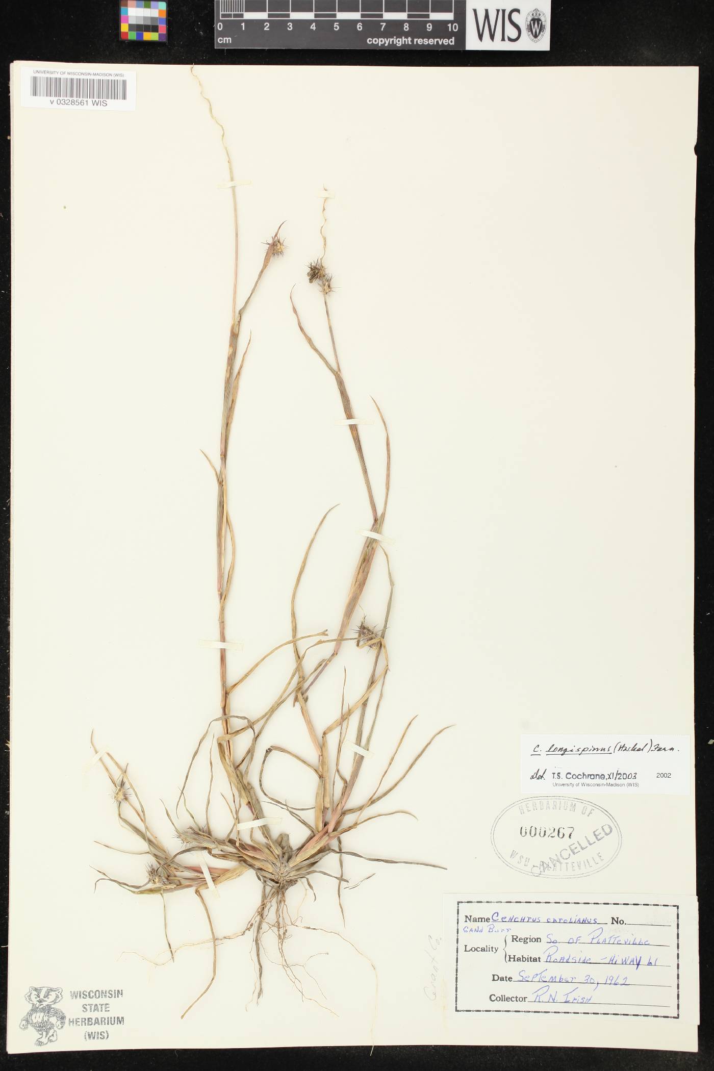 Cenchrus longispinus image