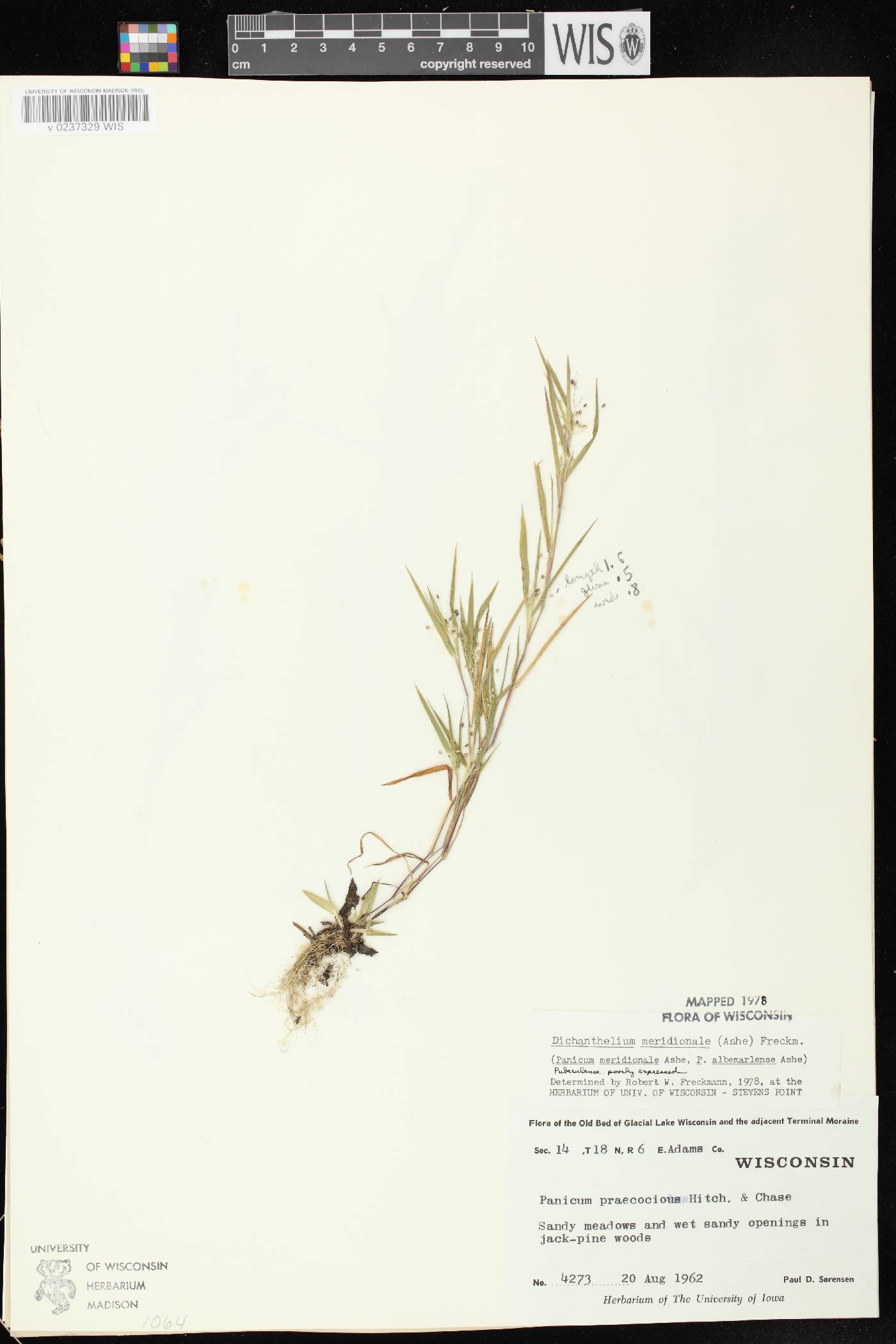 Dichanthelium meridionale image