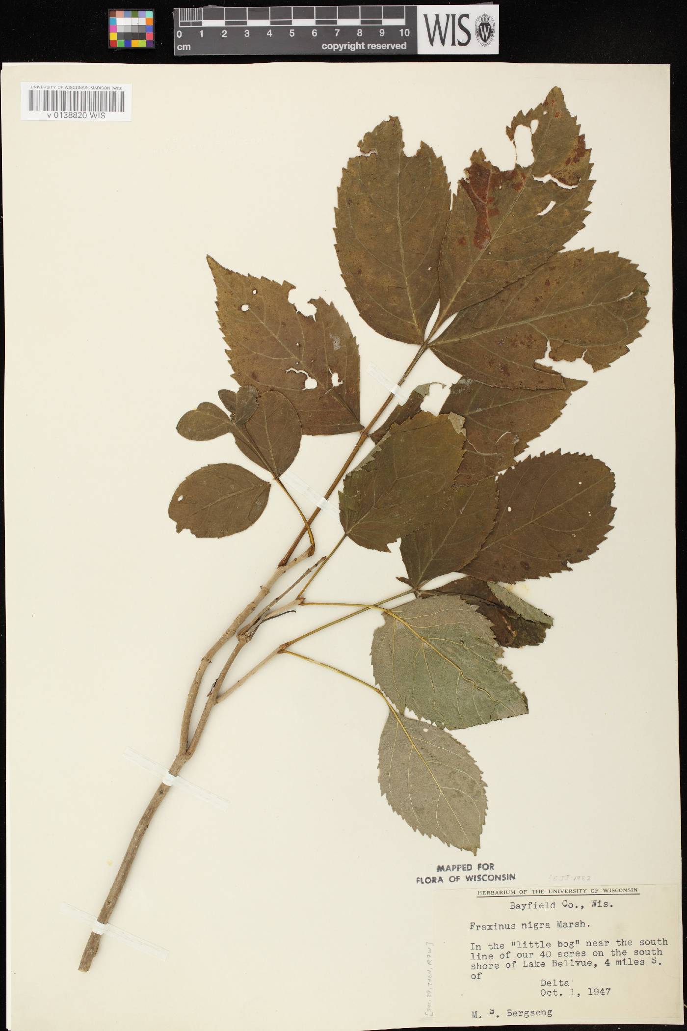 Fraxinus nigra image