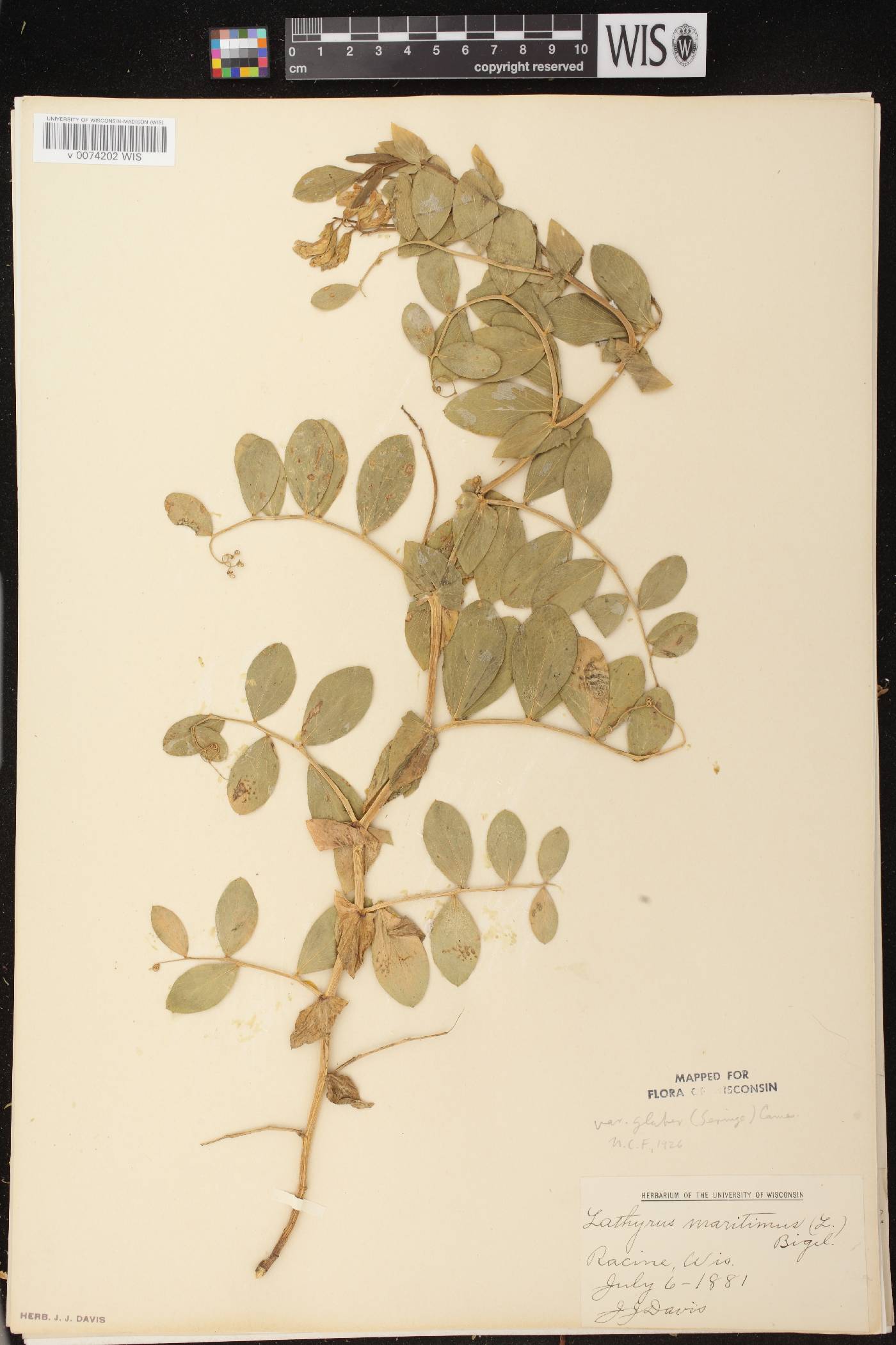 Lathyrus japonicus image