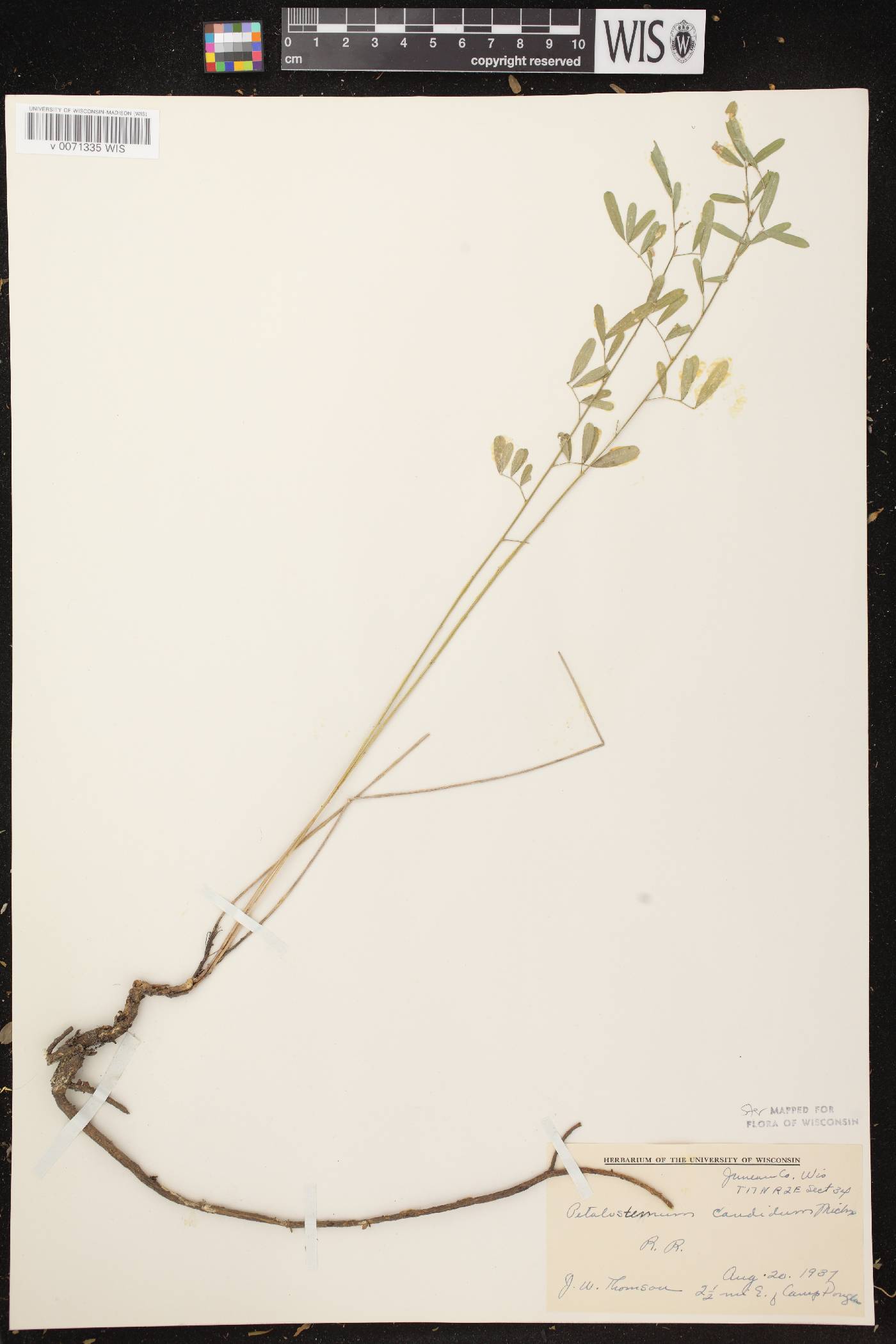Dalea candida image