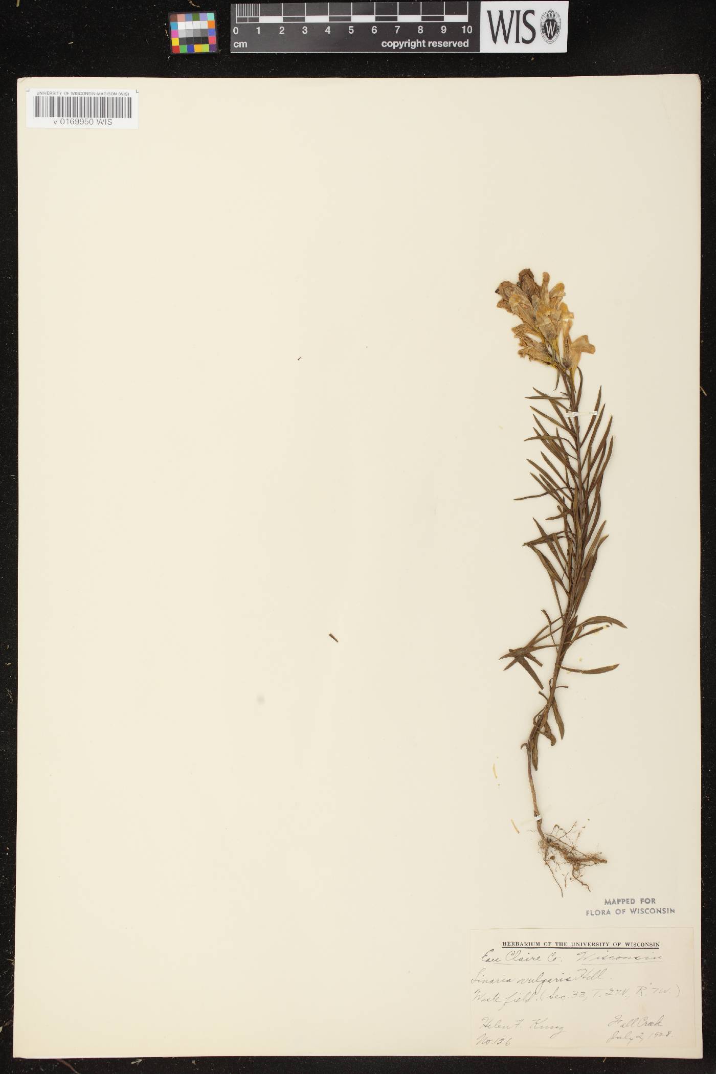 Linaria vulgaris image