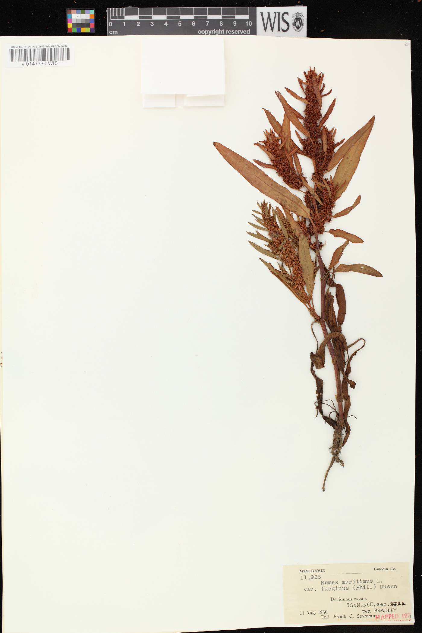 Rumex fueginus image