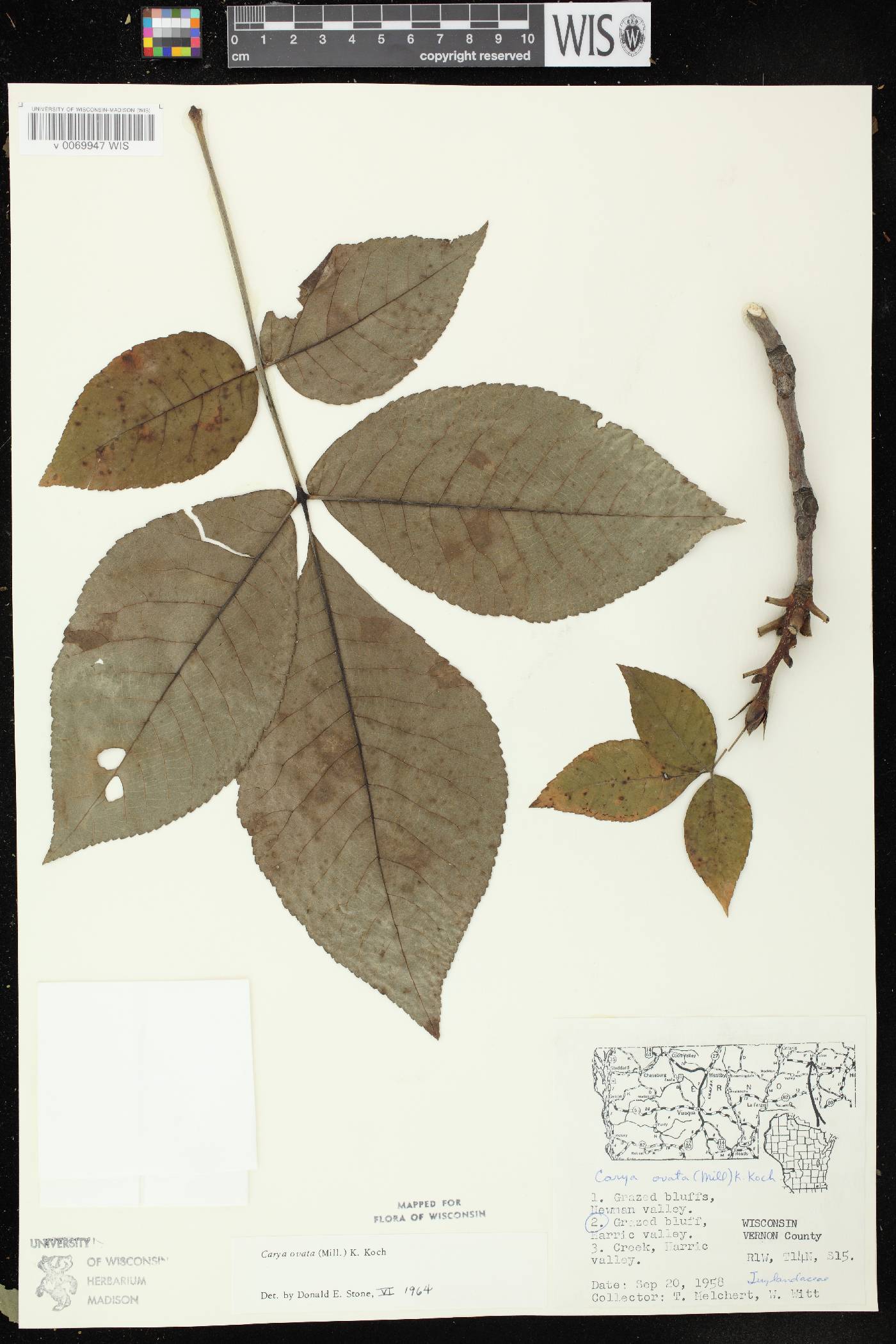 Carya ovata image