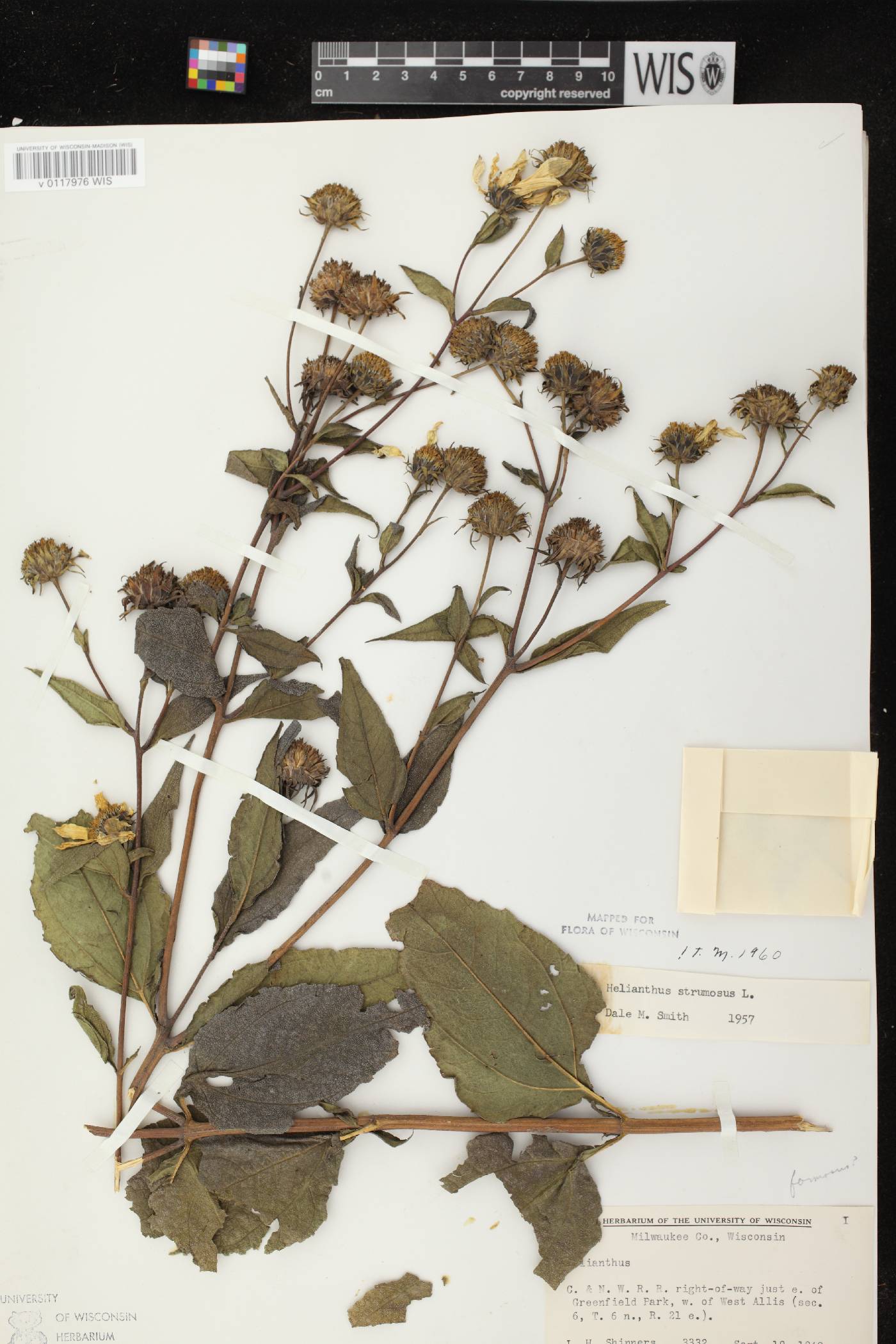 Helianthus strumosus image