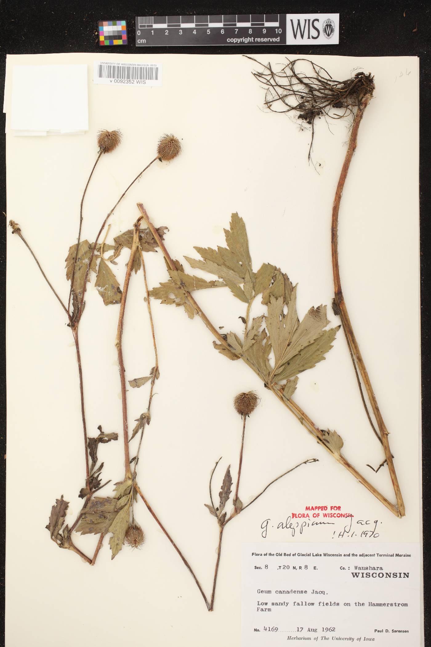 Geum aleppicum image