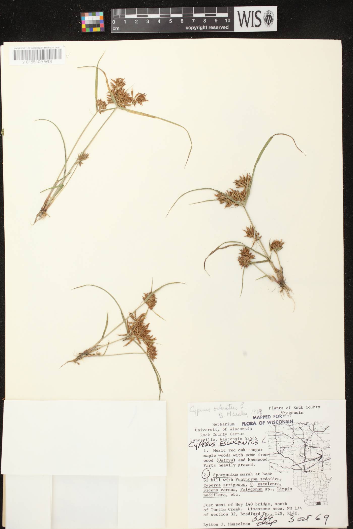 Cyperus odoratus image