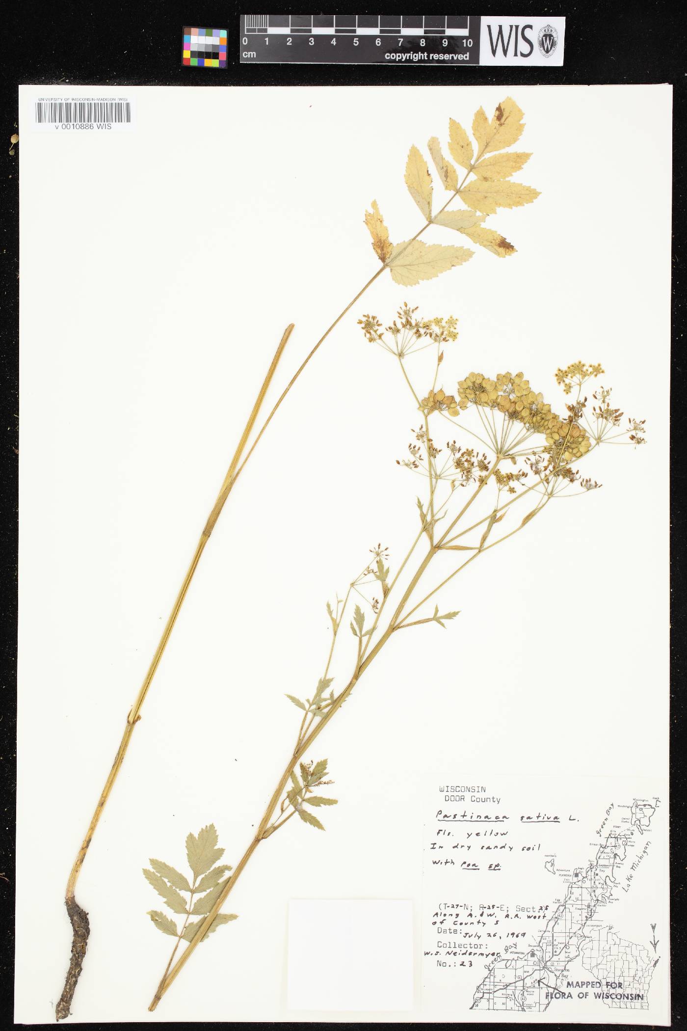 Pastinaca sativa image