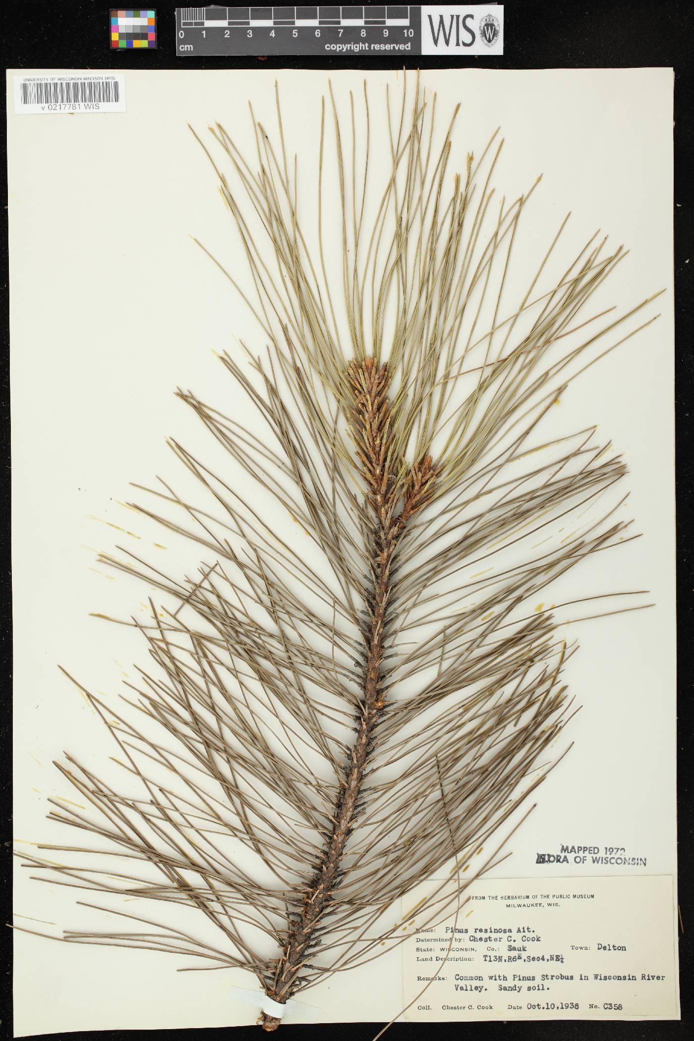 Pinus resinosa image
