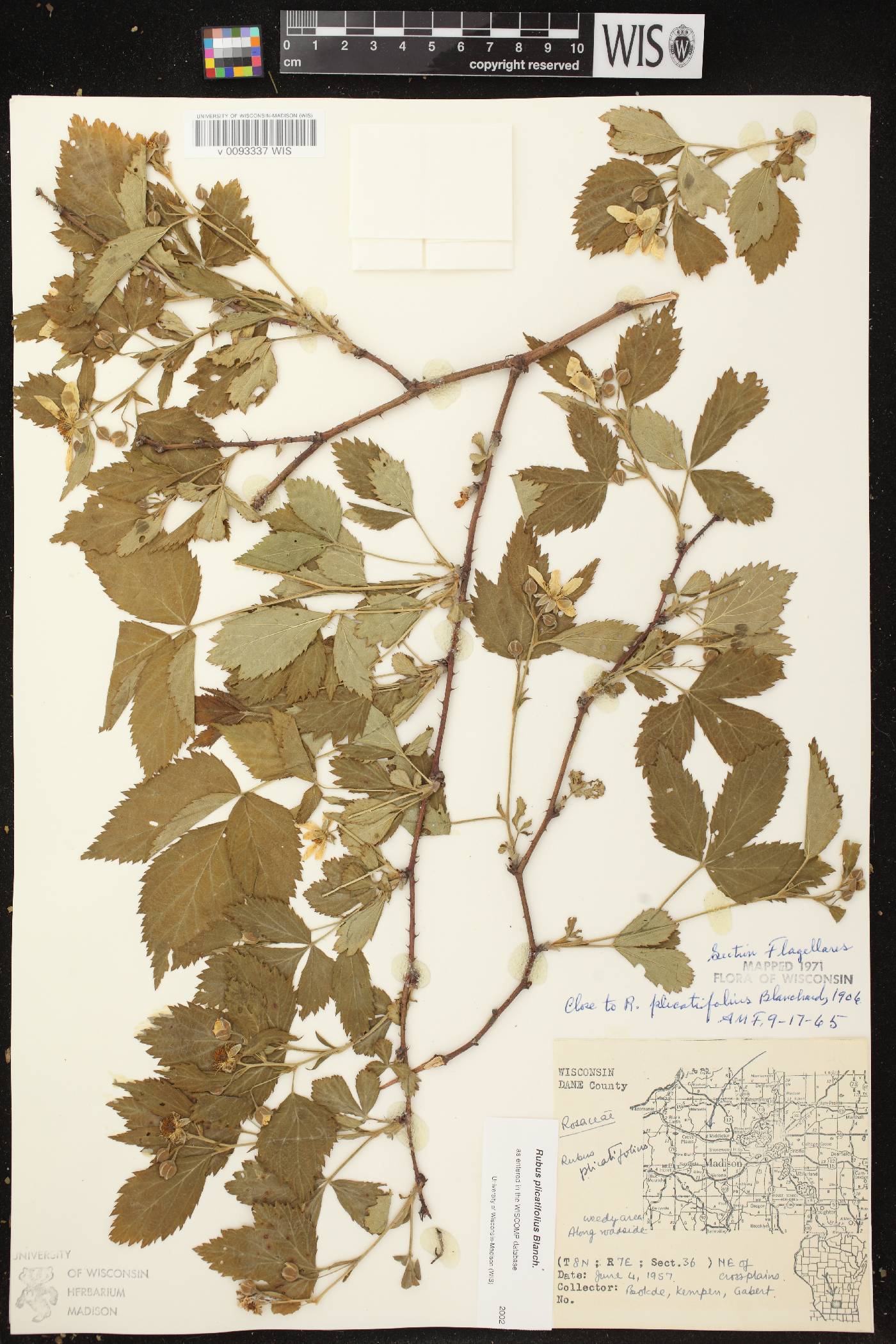 Rubus flagellaris image