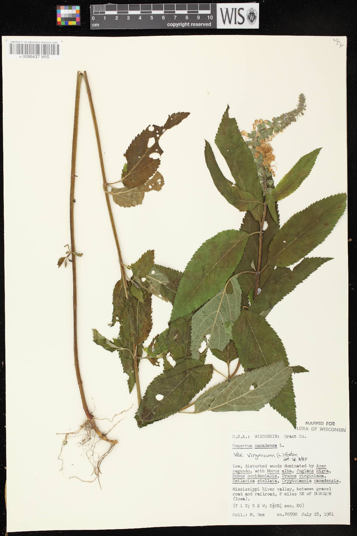 Teucrium canadense var. virginicum image