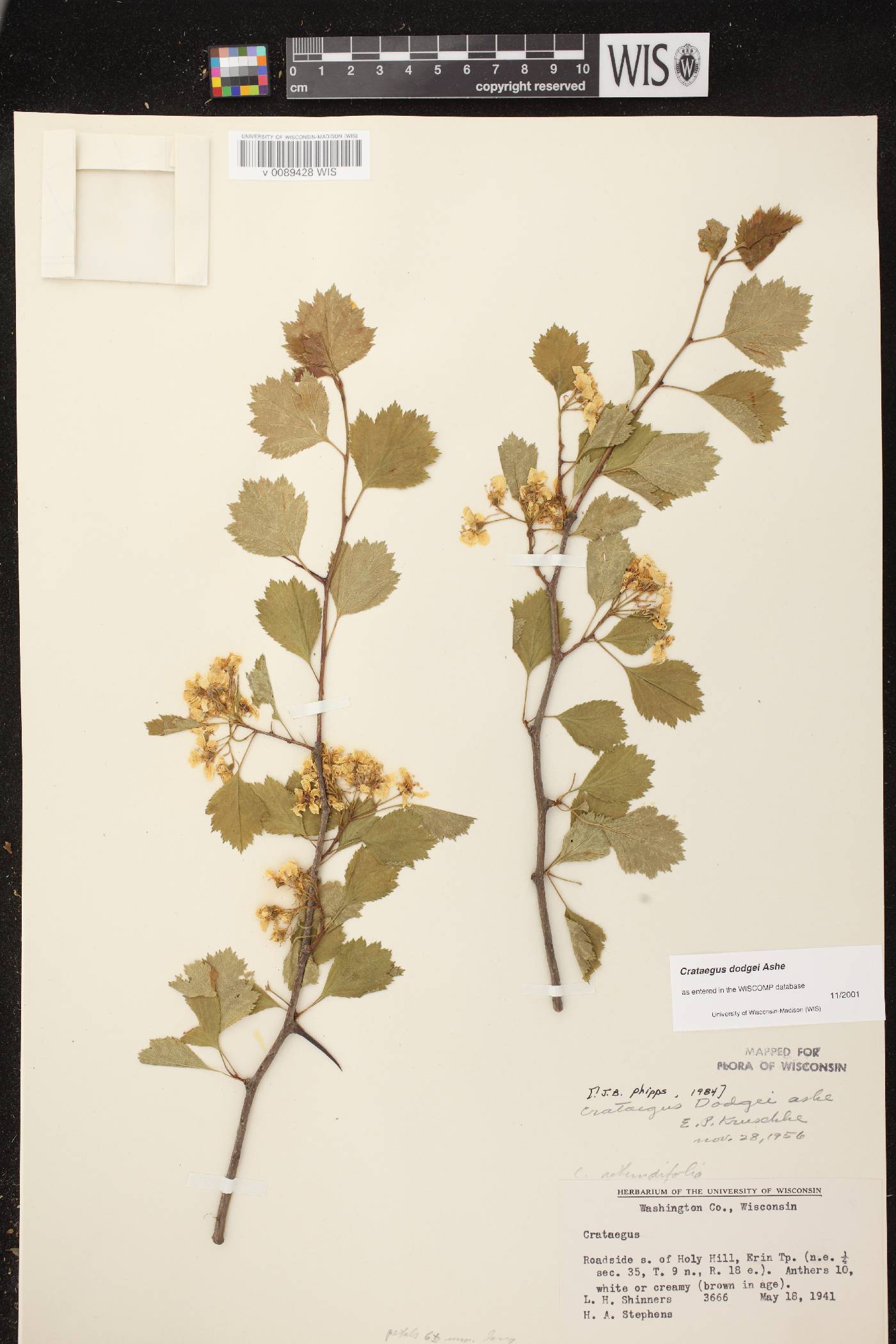 Crataegus dodgei image