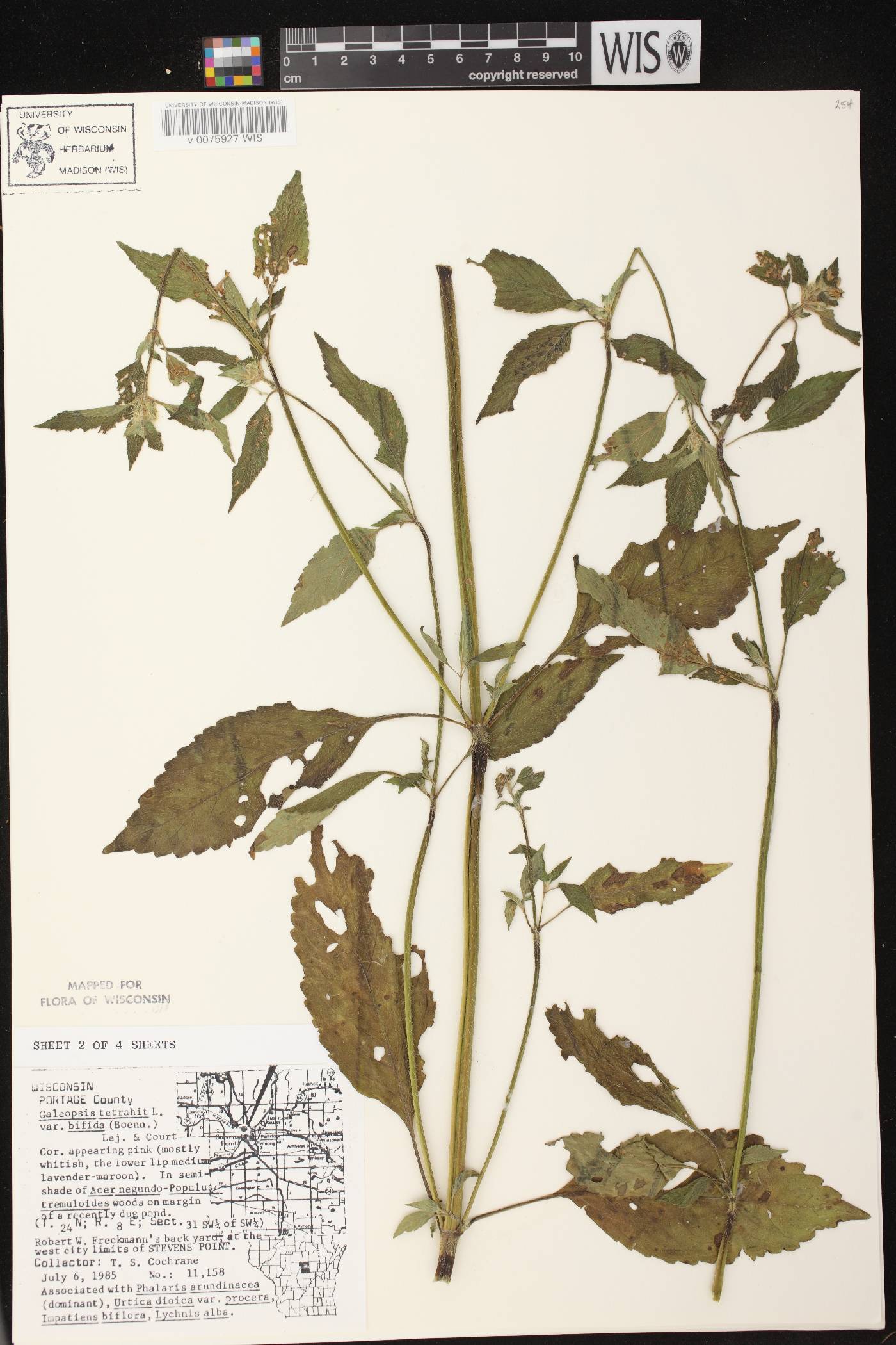 Galeopsis tetrahit image